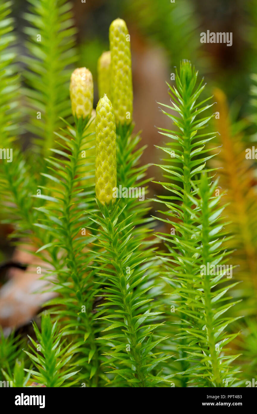 Interrotto clubmoss, ottobre, Parco Nazionale della Foresta Bavarese, Germania (Lycopodium annotinum) Foto Stock