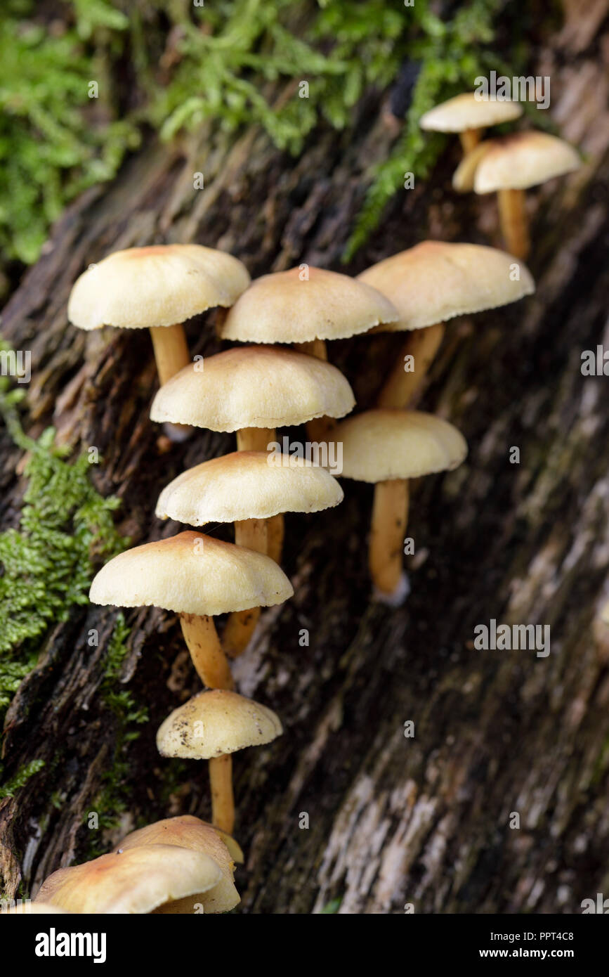 Ciuffo di zolfo, ottobre, Oberhausen, Germania (Hypholoma fasciculare) Foto Stock