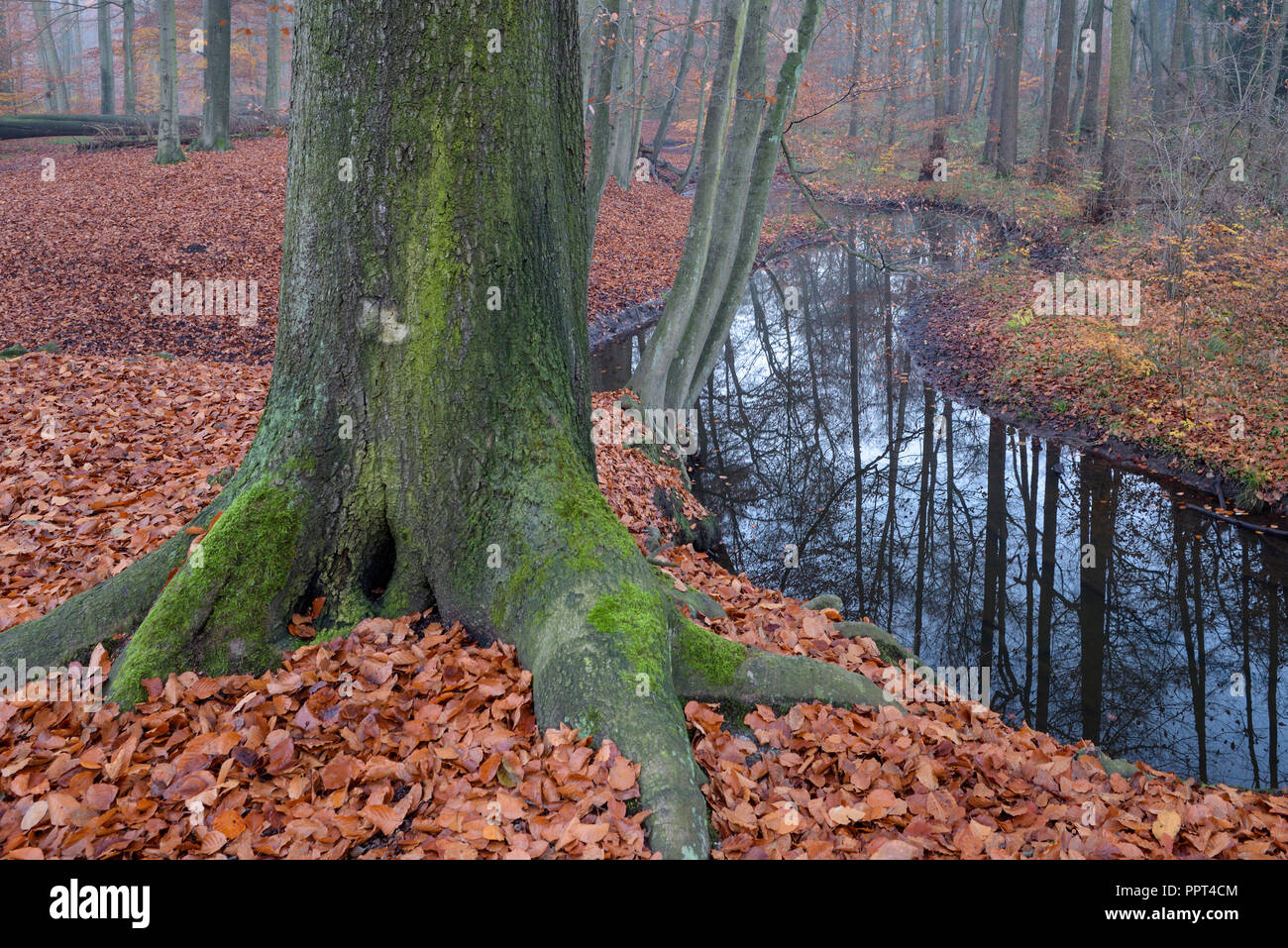 Rotbach, creek nella foresta di faggio, novembre, Oberhausen, Germania Foto Stock