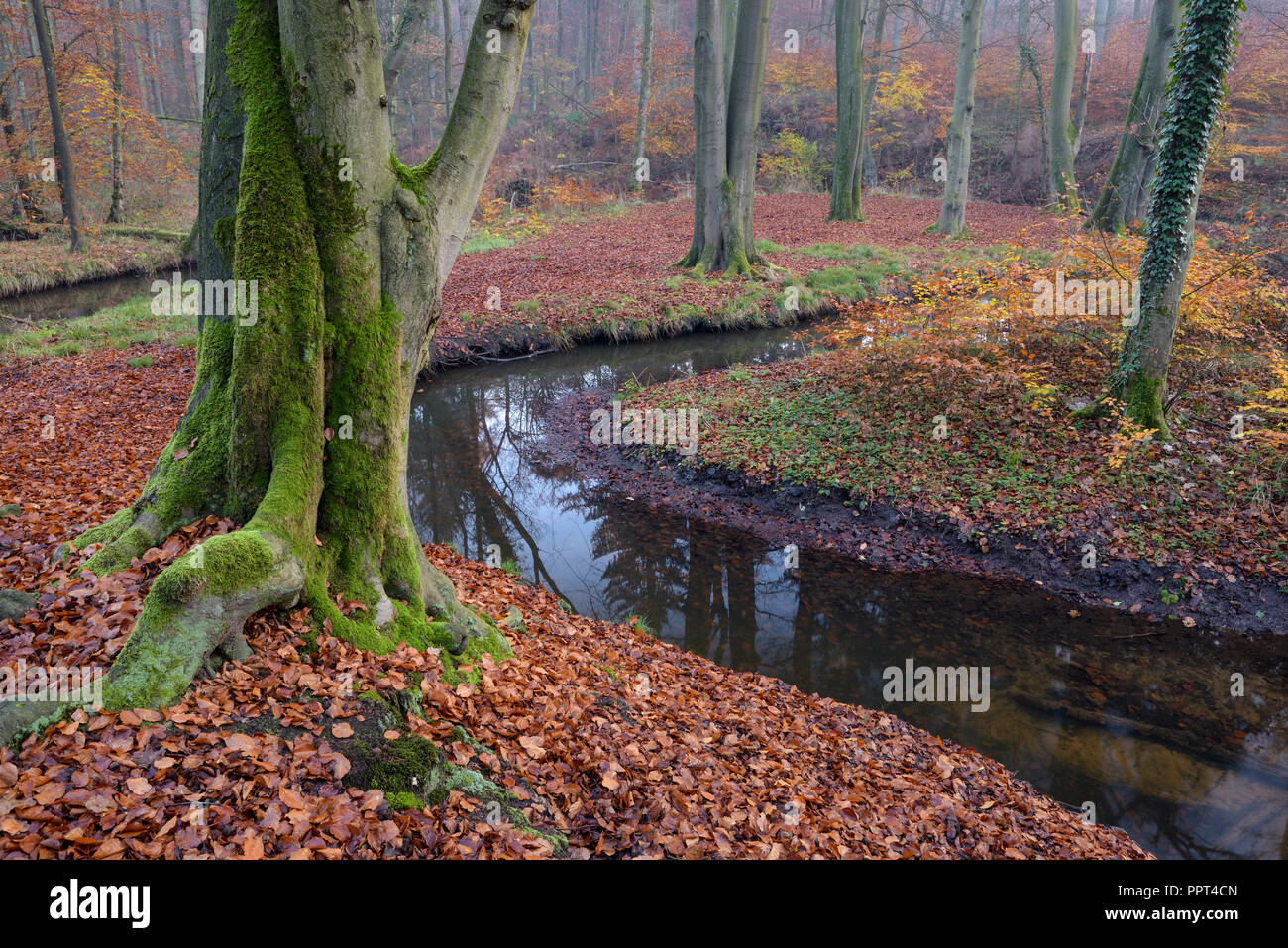 Rotbach, creek nella foresta di faggio, novembre, Oberhausen, Germania Foto Stock