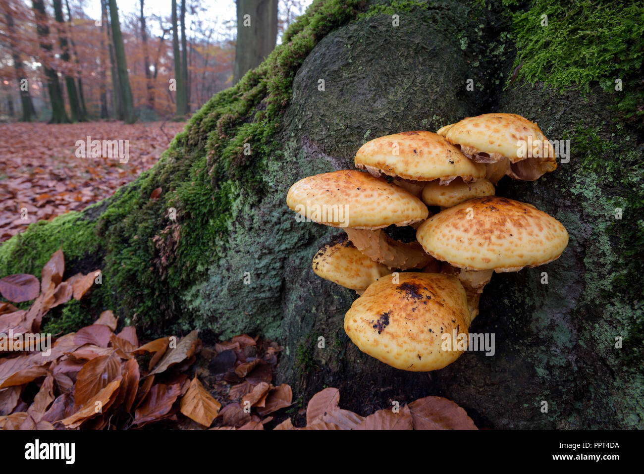 Testa a fungo, novembre, Germania (Pholiota aurivella) Foto Stock