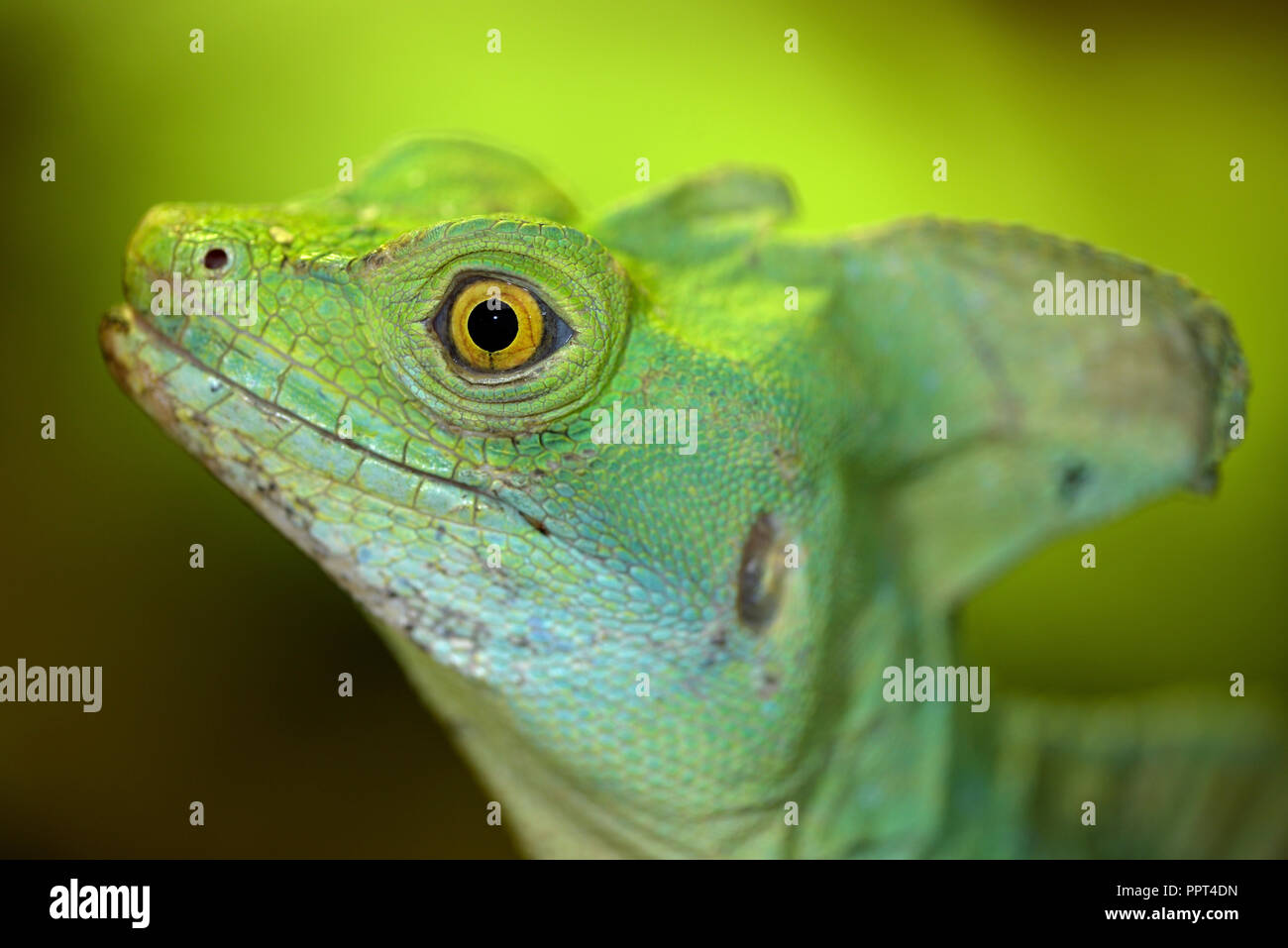 Green basilisco, maschio, (Basiliscus plumifrons) Foto Stock