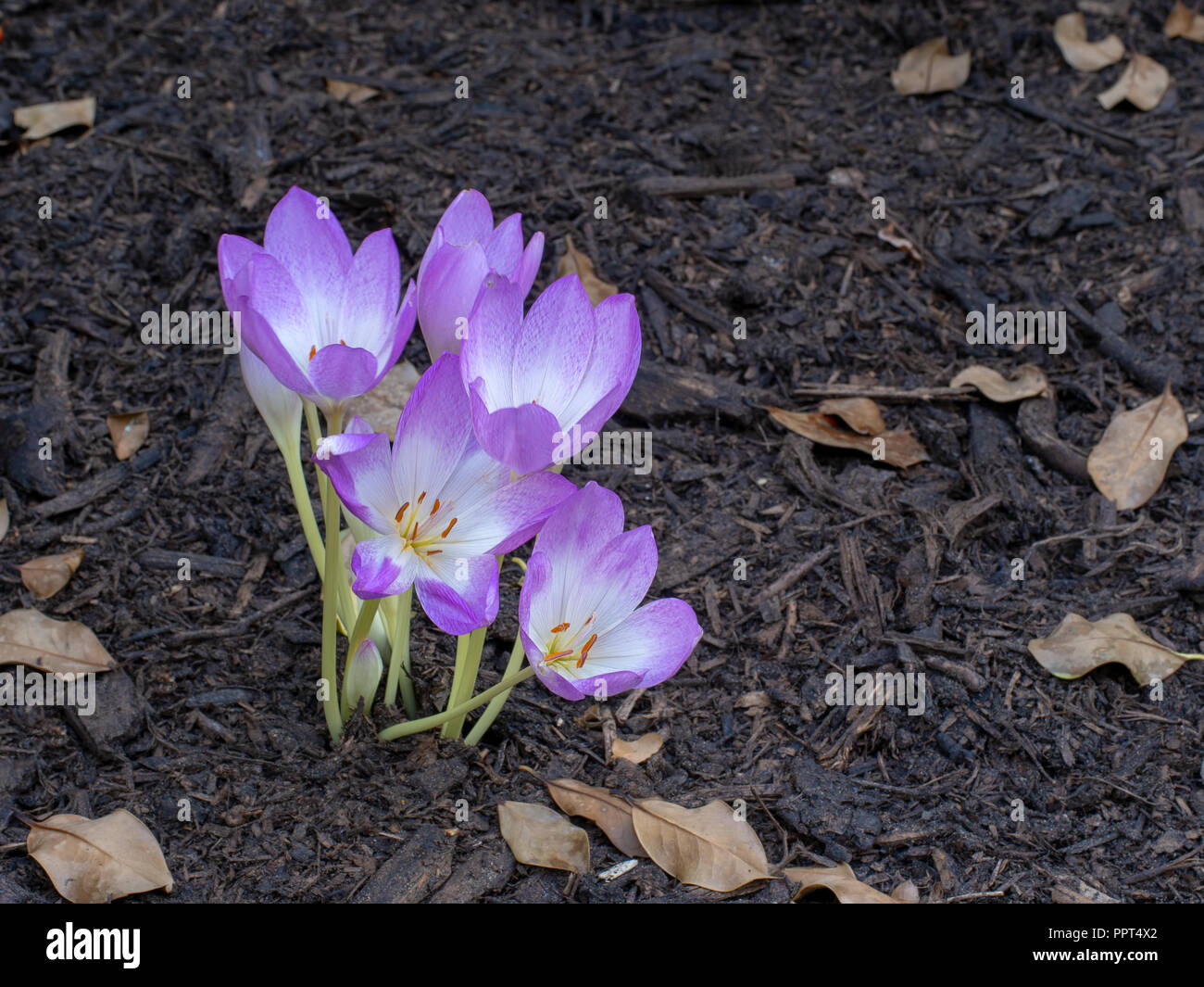 Autunno crocus Colchicum . Bellissimi fiori viola. Foto Stock