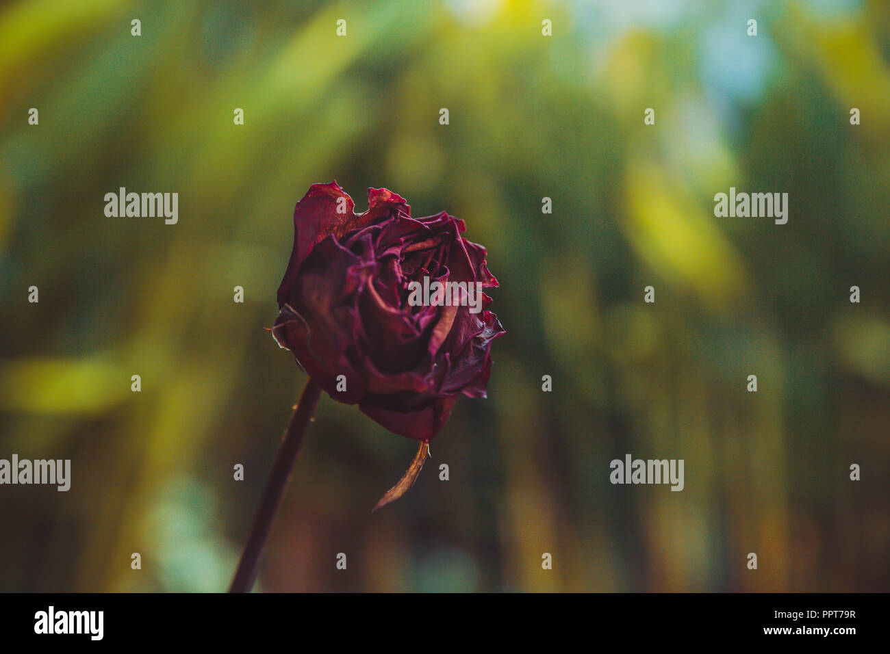 Essiccato Red Rose fiore, triste concetto di san valentino Foto Stock