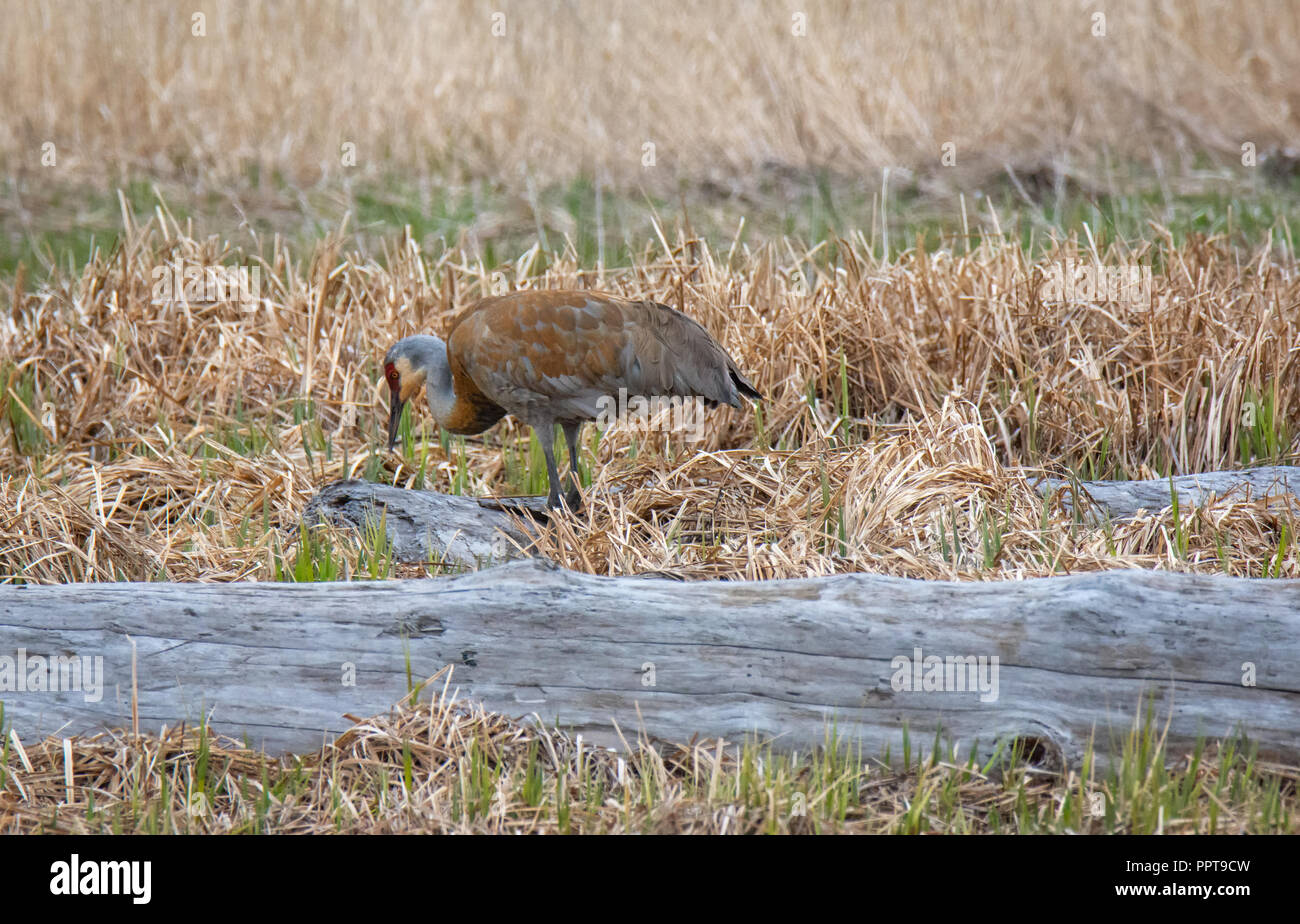 Sandhill gru a piedi dietro driftwood Foto Stock