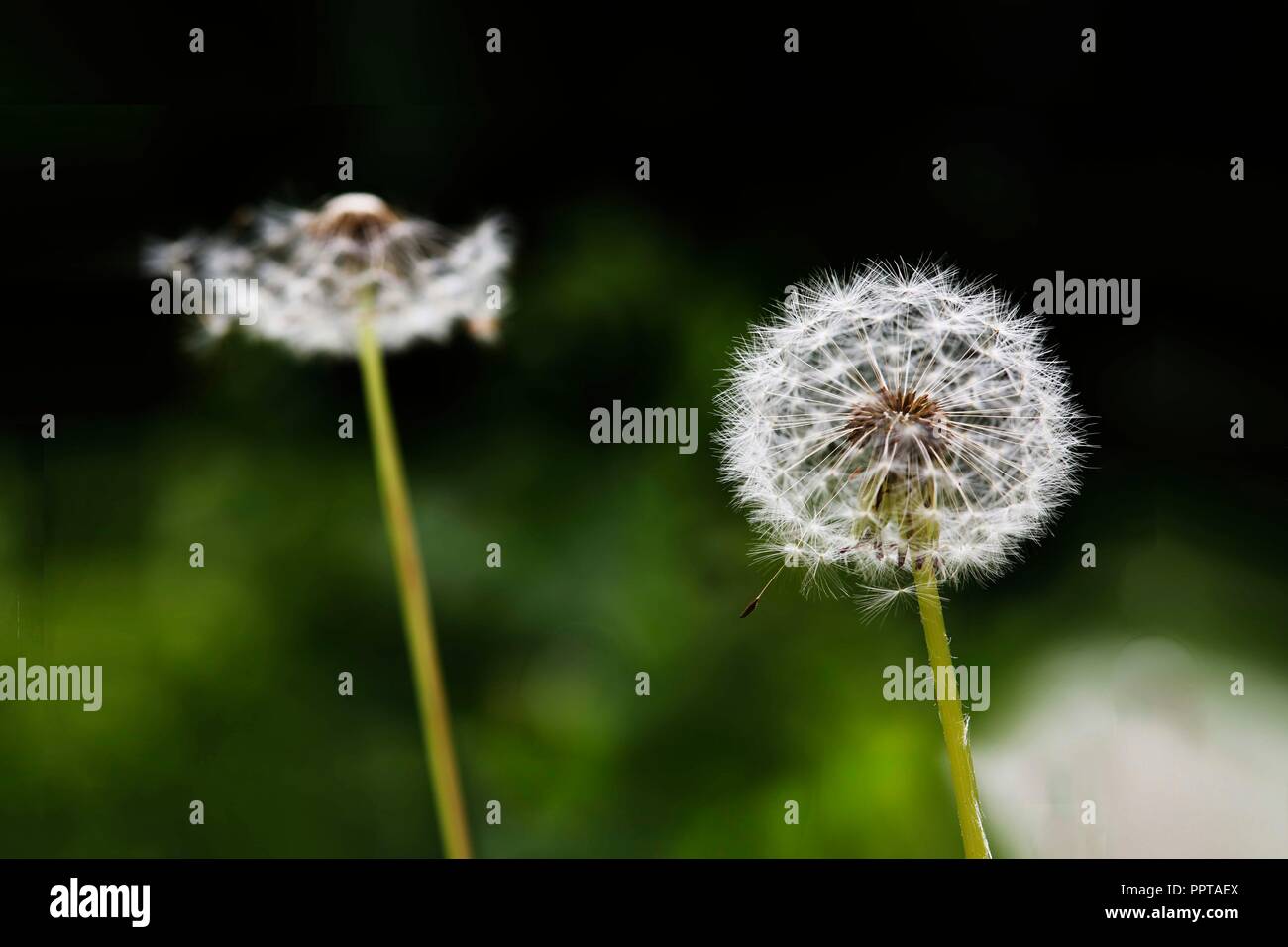 Due orologi di dente di leone Foto Stock