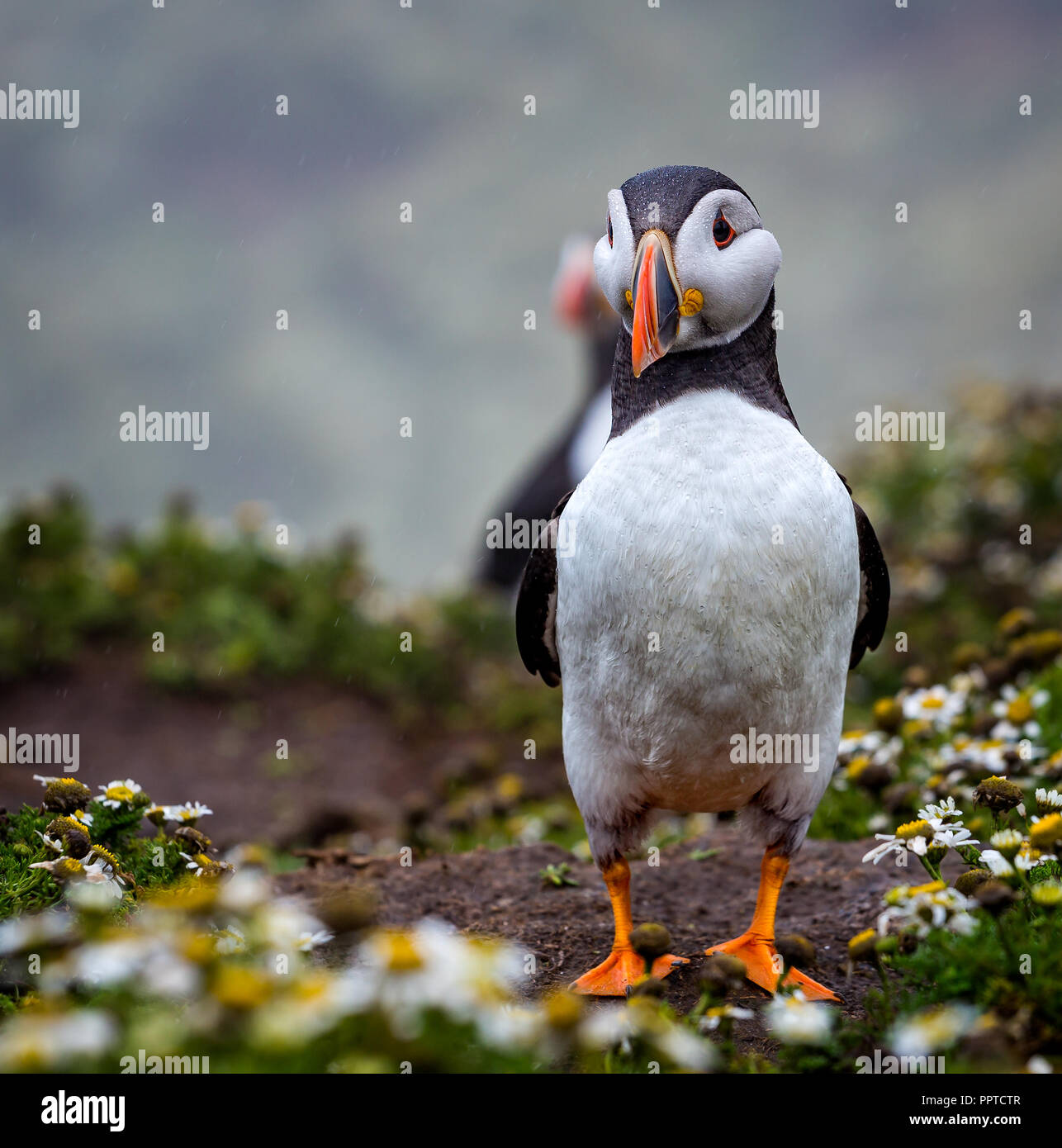 Chiusura del singolo Puffin Foto Stock