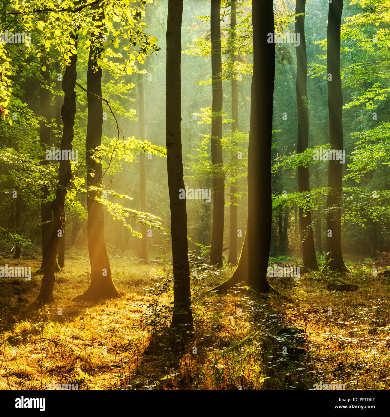 Inondato di luce quasi naturale bosco di latifoglie di querce e faggi sul Finne mountain range, Burgenlandkreis, Sassonia-Anhalt Foto Stock