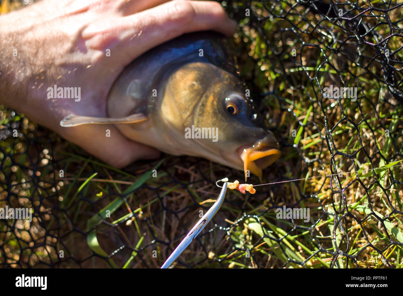 Il pescatore con le mani in mano tirare il gancio dal carpe labbro del utilizzando le pinze. Il pescatore con la mano si stacca la cattura del pesce pescato carpe. Foto Stock