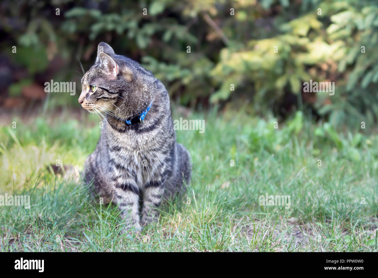 Grigio a strisce cat seduto su erba in un giardino, guardando a sinistra Foto Stock