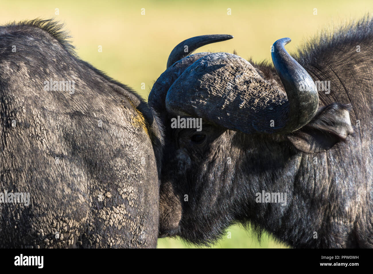 Bufali, il Masai Mara riserva nazionale, Kenya Foto Stock