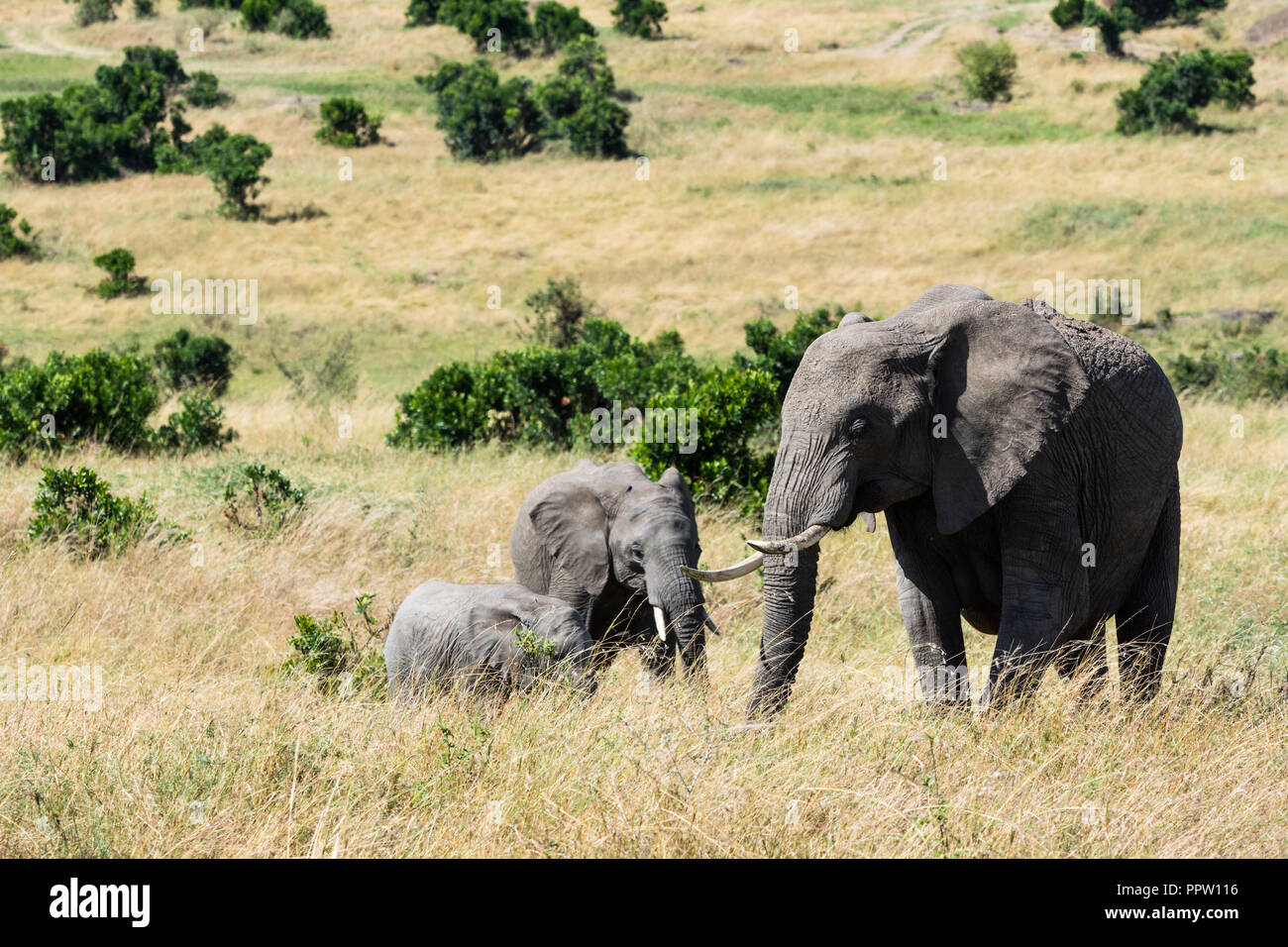 Famiglia di elefanti, Masai Mara riserva nazionale, Kenya Foto Stock