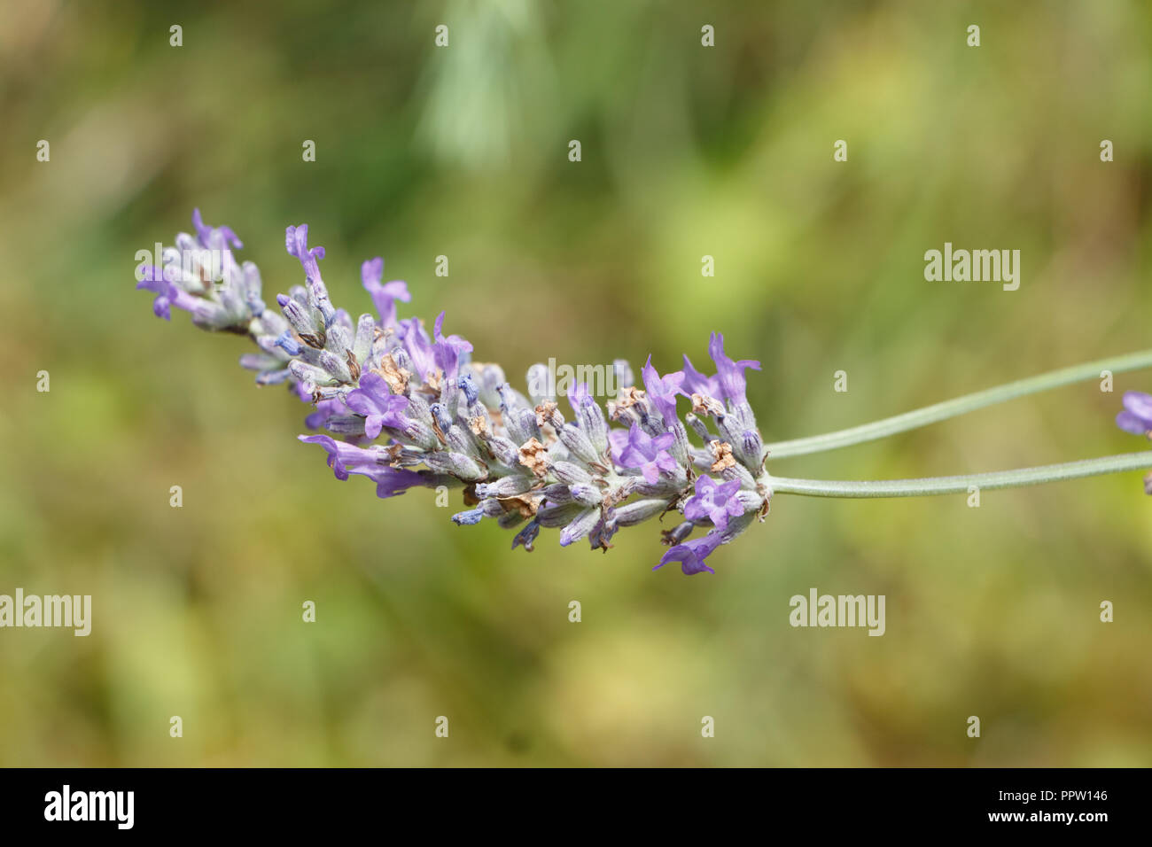 Viola Lavanda fiori in un giardino in Bretagna durante l'estate Foto Stock