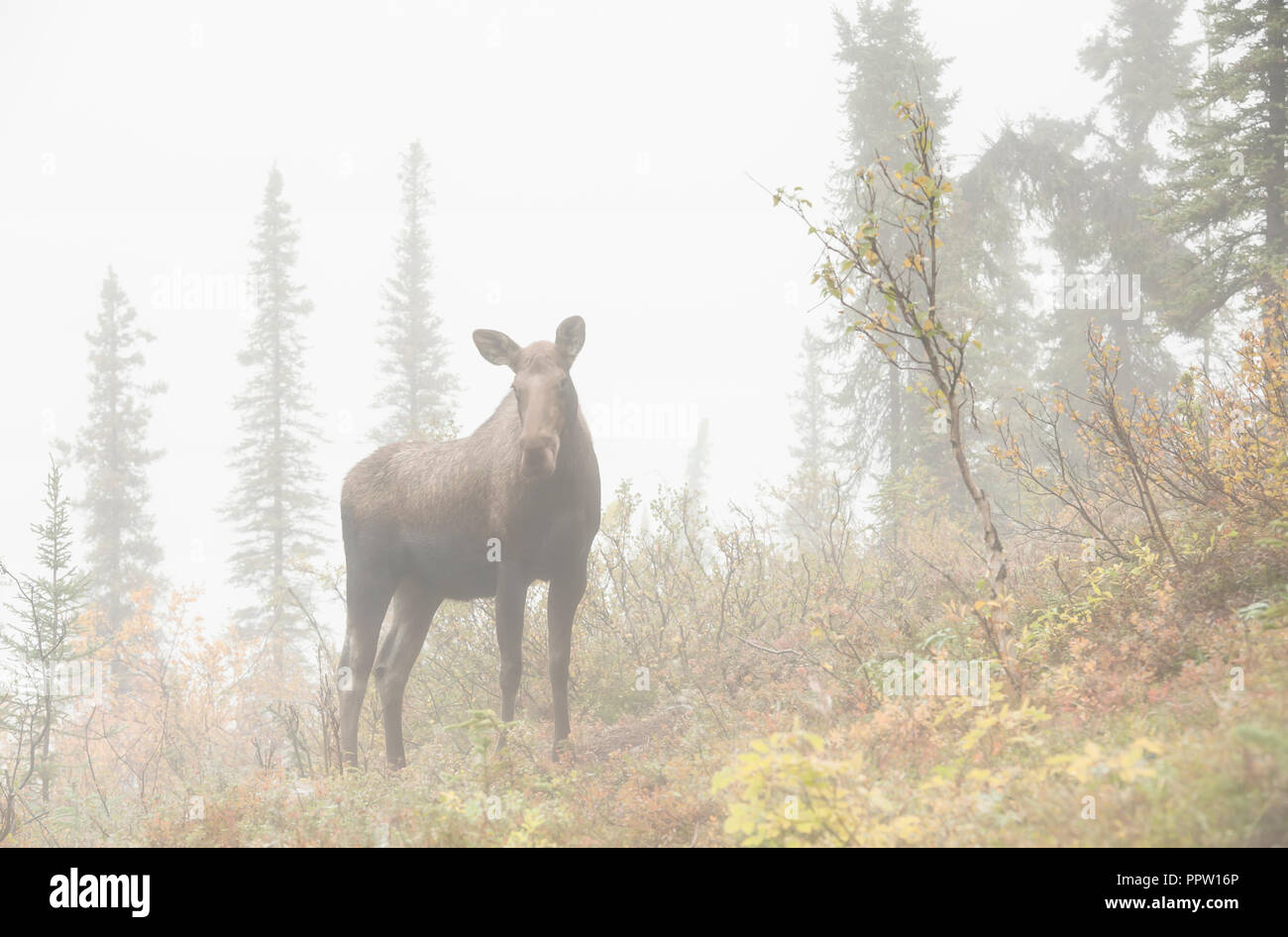 Alci nella nebbia, Autunno, Alaska Range montagne, Alaska Foto Stock