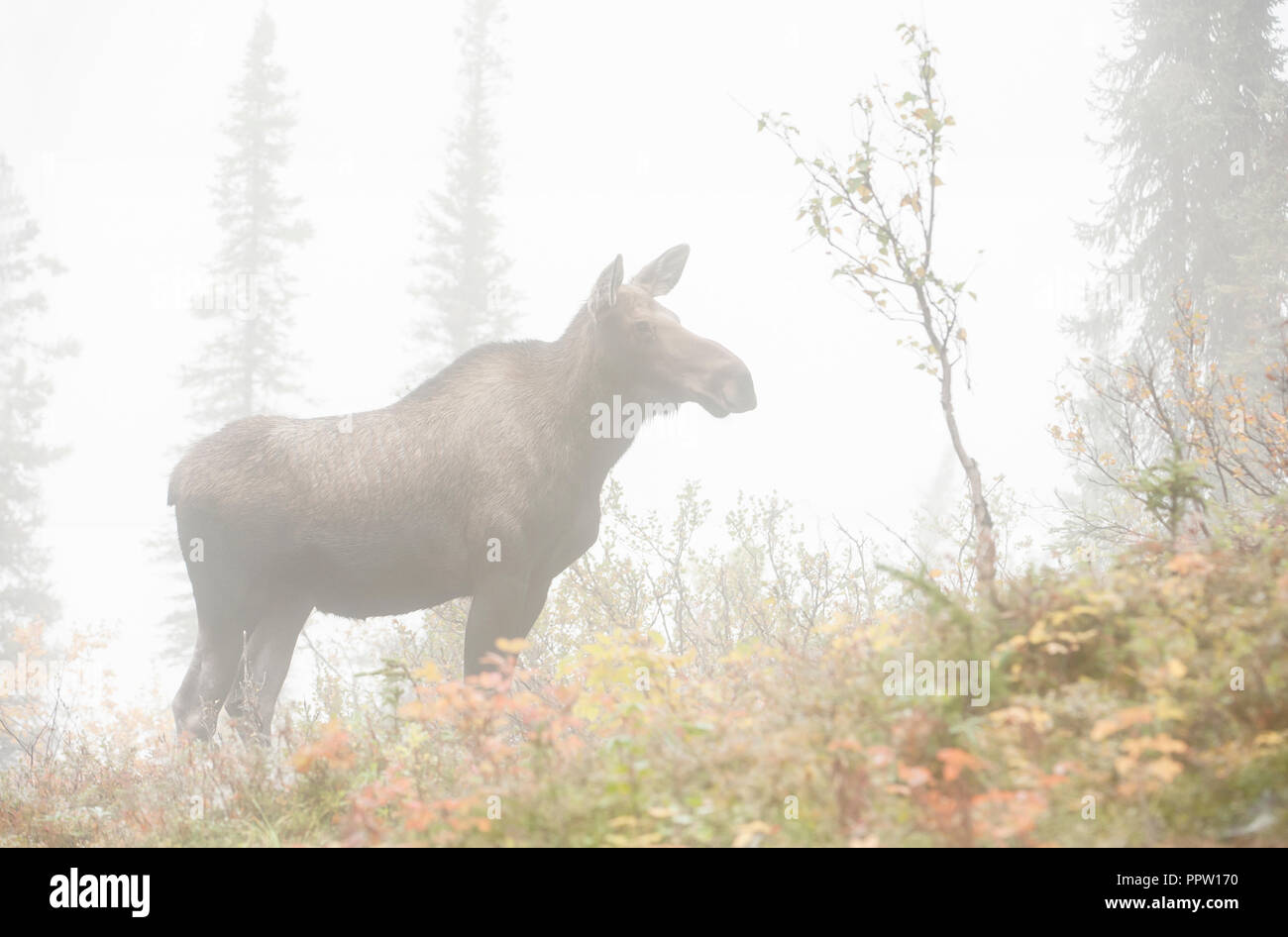 Alci nella nebbia, Autunno, Alaska Range montagne, Alaska Foto Stock