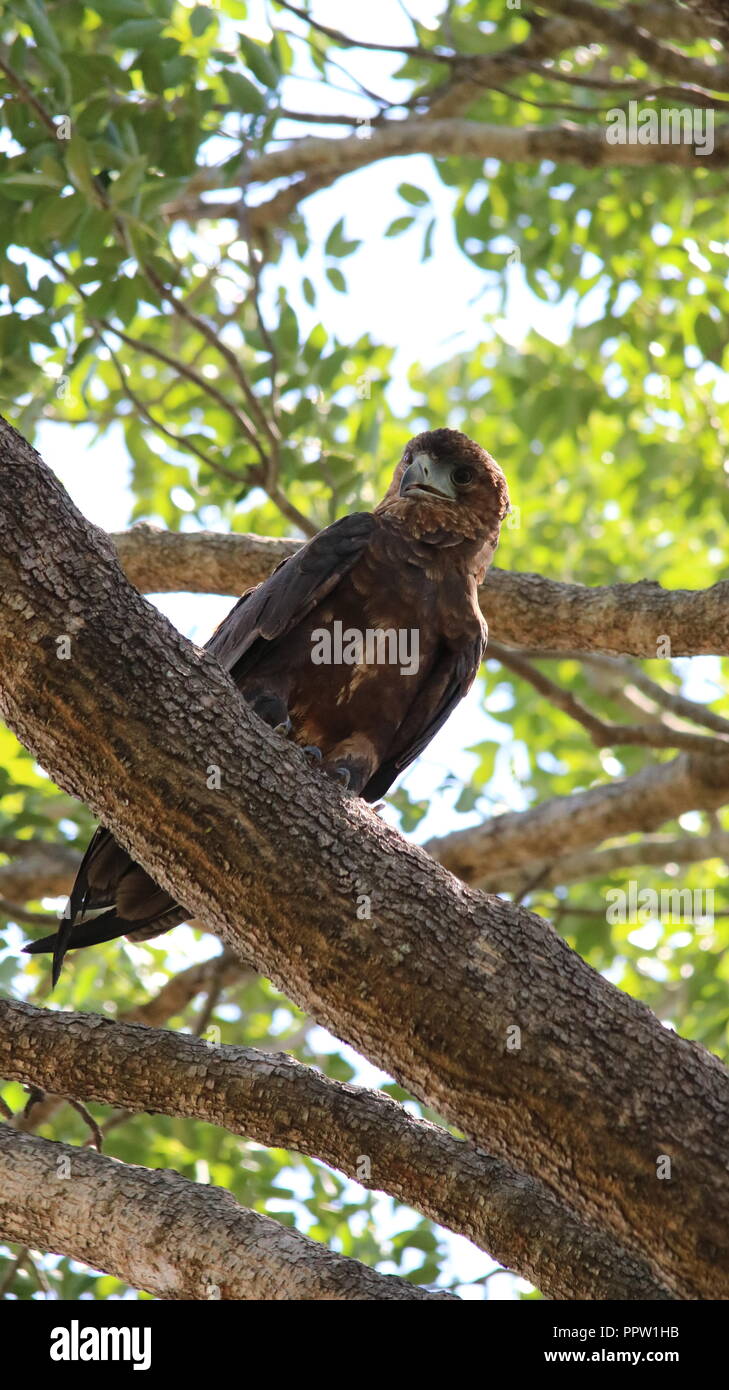 Brown snake eagle Foto Stock
