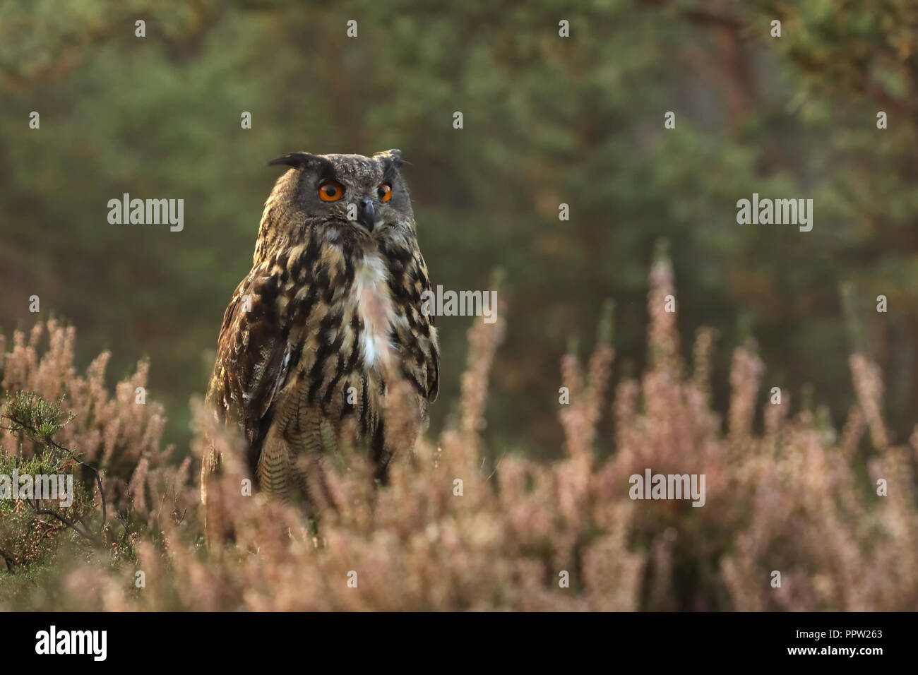 Grande il gufo reale il gufo più grande d'estate nella foresta - Bubo bubo Foto Stock