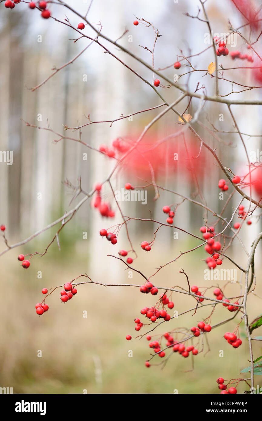 Biancospino bacche rosse Foto Stock