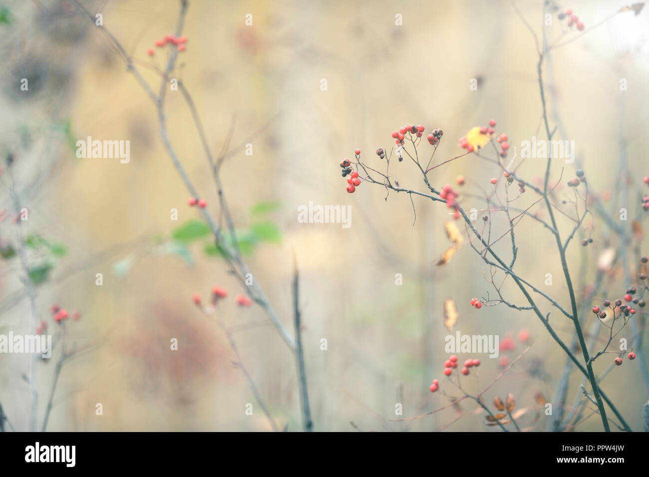 Rowan bacche in autunno Foto Stock