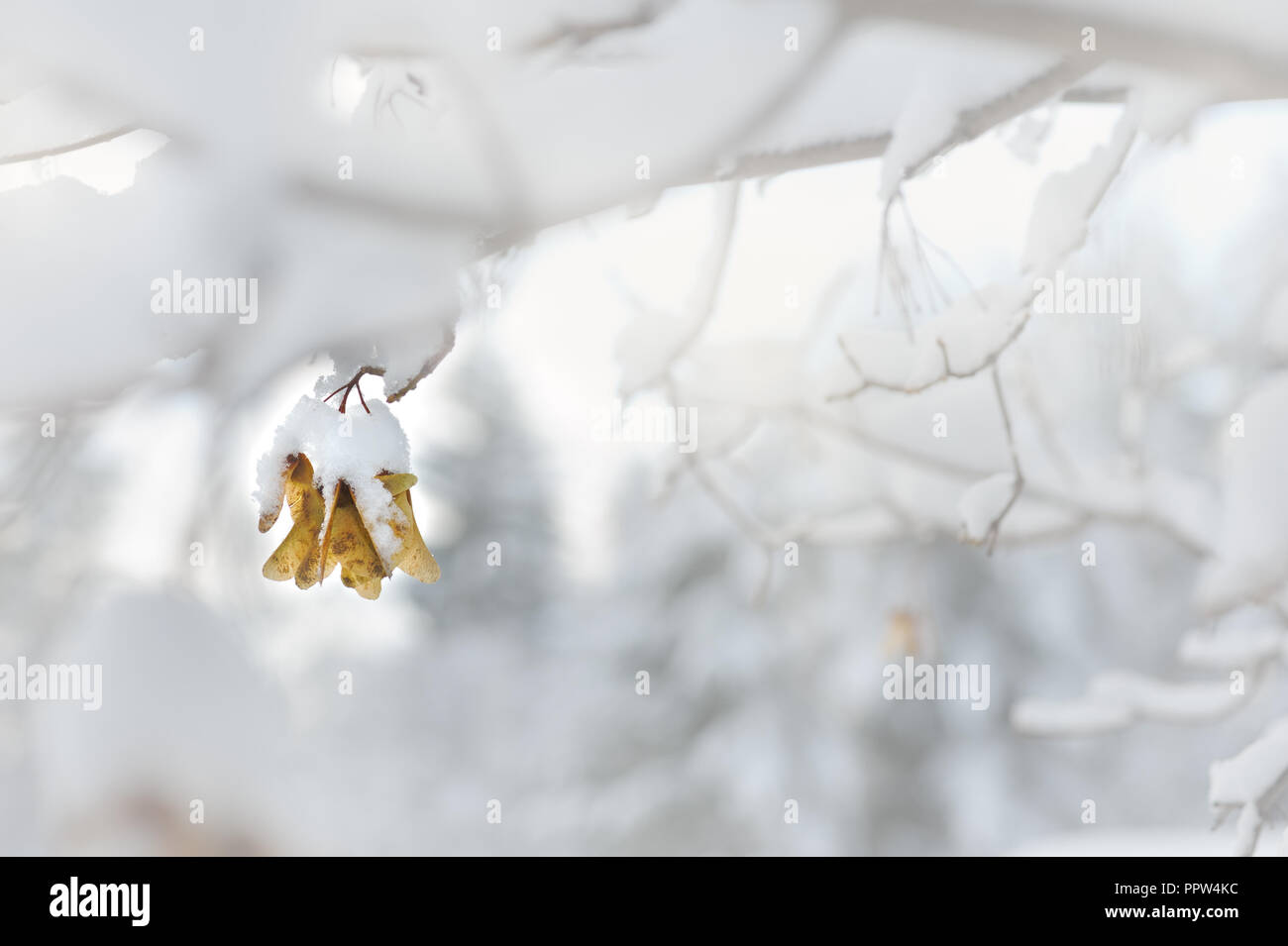Tasti di acero coperto di neve bianca Foto Stock