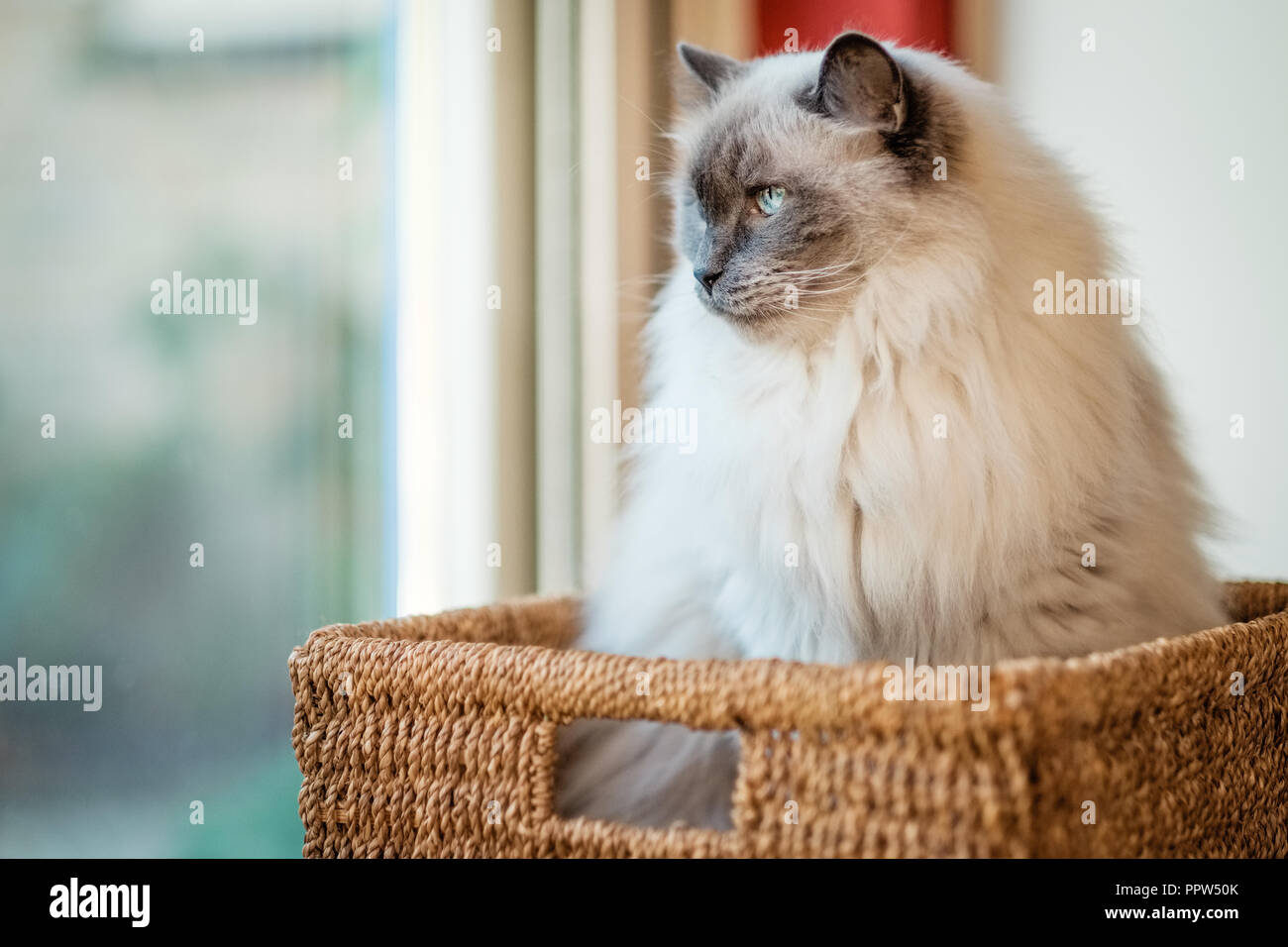 Bel gatto Ragdoll, giacente in un cestello. Sviluppato da American allevatore Ann Baker, è meglio conosciuto per il suo temperamento docile e natura affectionat Foto Stock