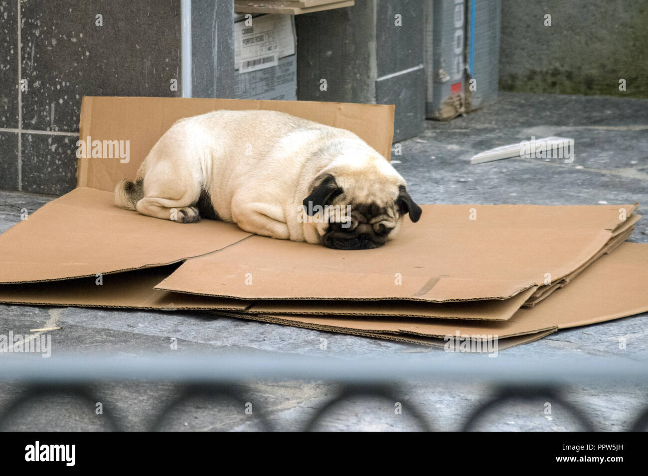 Pug dormire su pezzi di cartone. Essi sono fisicamente caratteristiche distintive: un rugoso, corto-imbavagliata faccia, coda arricciata e belle, rivestimento lucido Foto Stock