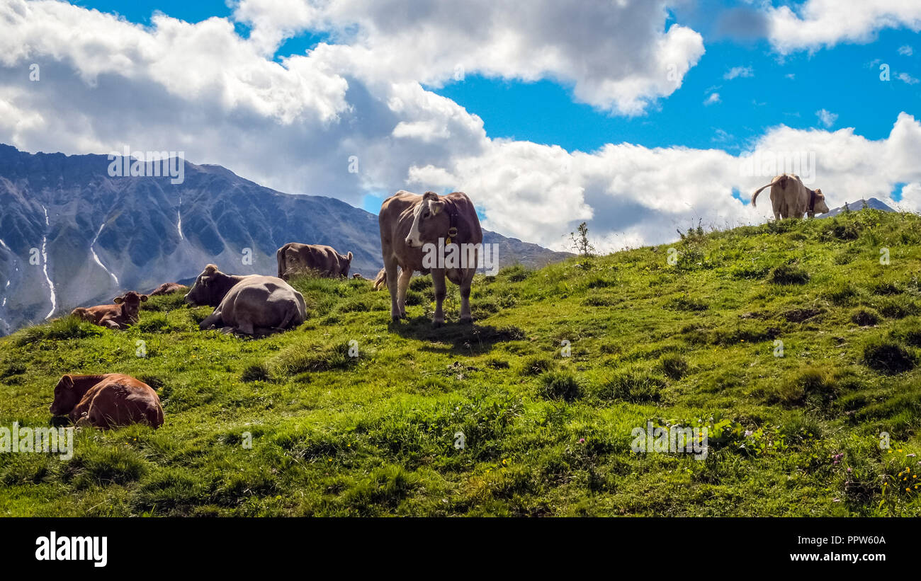 Nei pressi del villaggio di Mustair, il Ofenpass e il Parco Nazionale Svizzero (Grigioni, Svizzera), le mucche al pascolo nei campi verdi Foto Stock