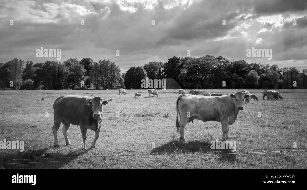 Nei pressi della piccola città di Delden, in una regione denominata Twente, che si trova nella parte orientale dei Paesi Bassi (vicino al confine tedesco), le mucche al pascolo Foto Stock
