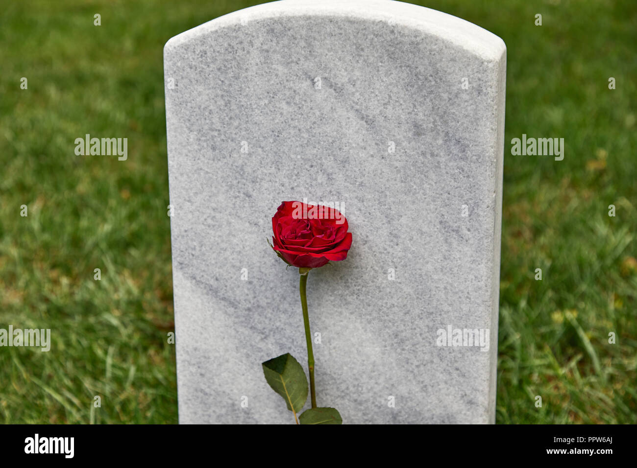 Una Lapide Vuota In Un Cimitero Con Rose E Petali Di Rosa Intorno Alla Lapide E Profondita Di Campo Foto Stock Alamy