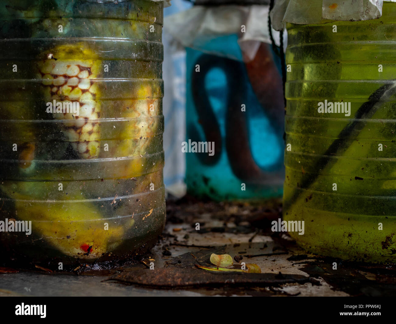 Serpenti conservati in acqua colorata del grunge bottiglia sporca sul vecchio ripiano. Black magic concetto. Foto Stock