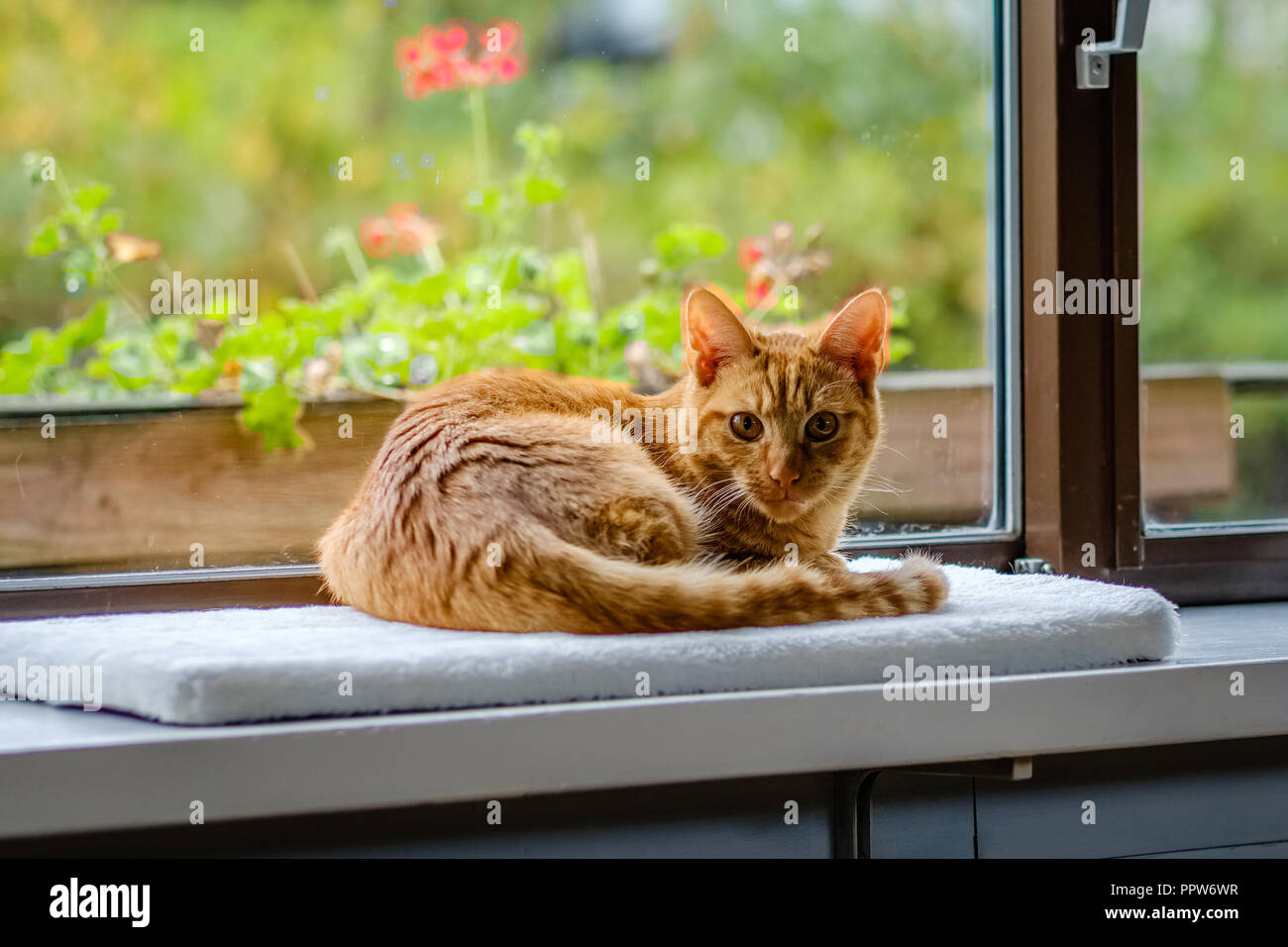 Molto bella arancione e rosso gatto a strisce sta guardando la telecamera. Egli è solo sette mesi e adottato da un gatto rifugio nei Paesi Bassi. Foto Stock Molto bella arancione e rosso gatto a strisce sta guardando la telecamera. Egli è solo sette mesi e adottato da un gatto rifugio nei Paesi Bassi. Foto Stock