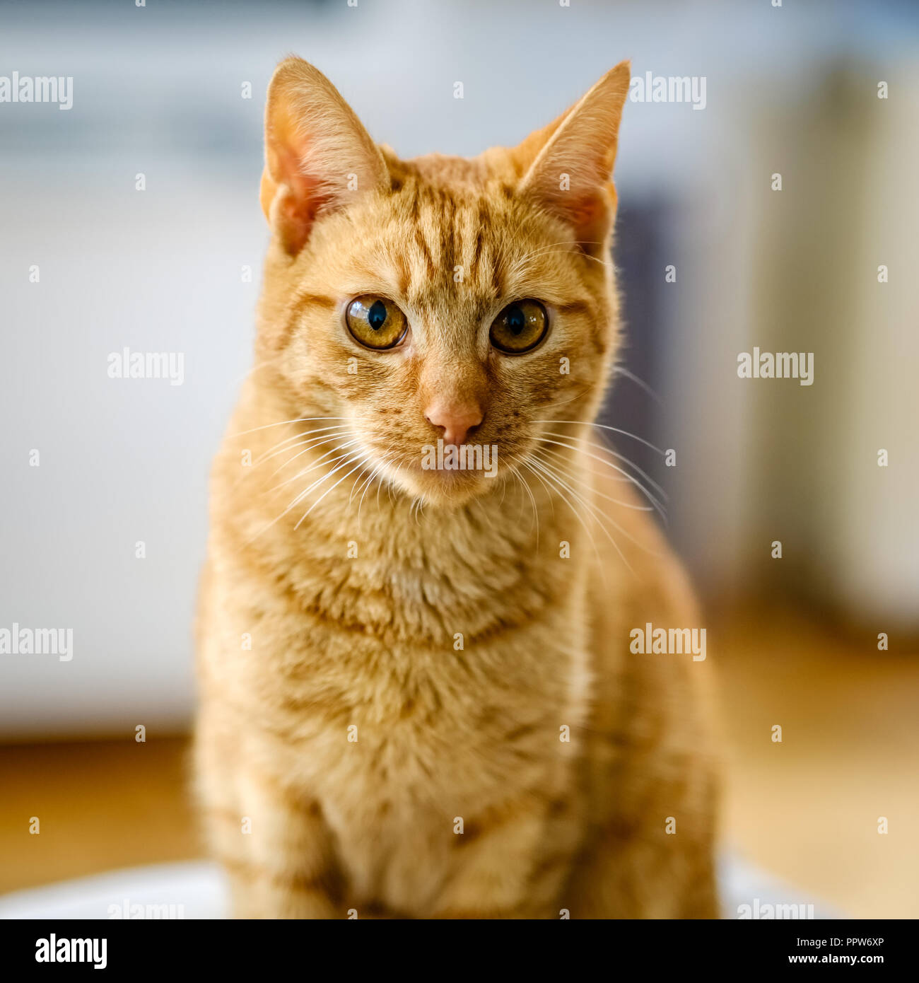 Molto bella arancione e rosso gatto a strisce sta guardando la telecamera. Egli è solo sette mesi e adottato da un gatto rifugio nei Paesi Bassi. Foto Stock Molto bella arancione e rosso gatto a strisce sta guardando la telecamera. Egli è solo sette mesi e adottato da un gatto rifugio nei Paesi Bassi. Foto Stock