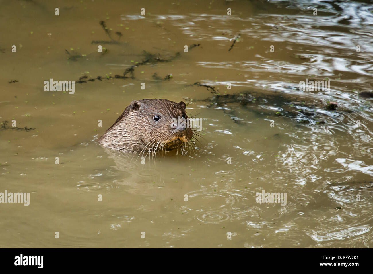 La testa di una lontra al di fuori dell'acqua torbida. La lontra è nuotare in una piscina sporca con acqua torbida . Solo la testa è visibile Foto Stock