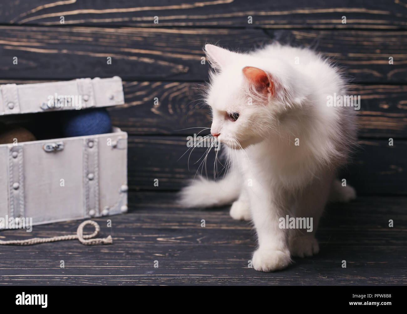 Cat passeggiate intorno al torace bianco.Il gatto sembra al torace Foto Stock