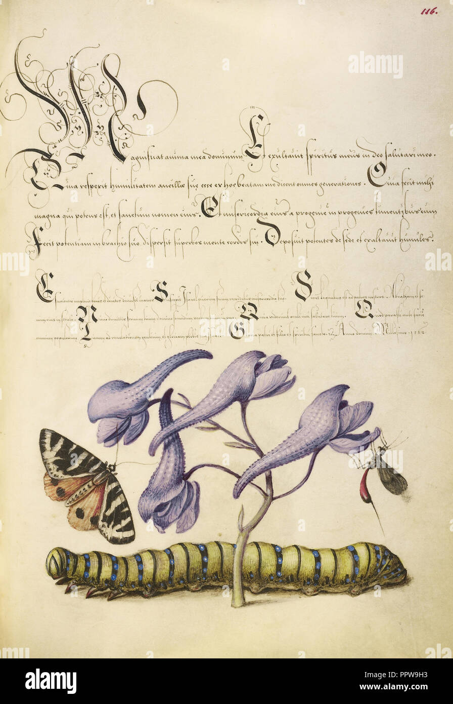 Scarlet Tiger-Moth, Larkspur, di insetti e di Caterpillar; Joris Hoefnagel, fiammingo , ungherese, 1542 - 1600, e Georg Bocskay Foto Stock