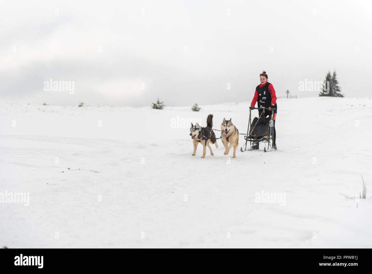 BELIS, Romania - 17 Febbraio 2018 : musher racing a un pubblico corsa di cani da slitta mostrano con cani husky nelle montagne della Transilvania Foto Stock