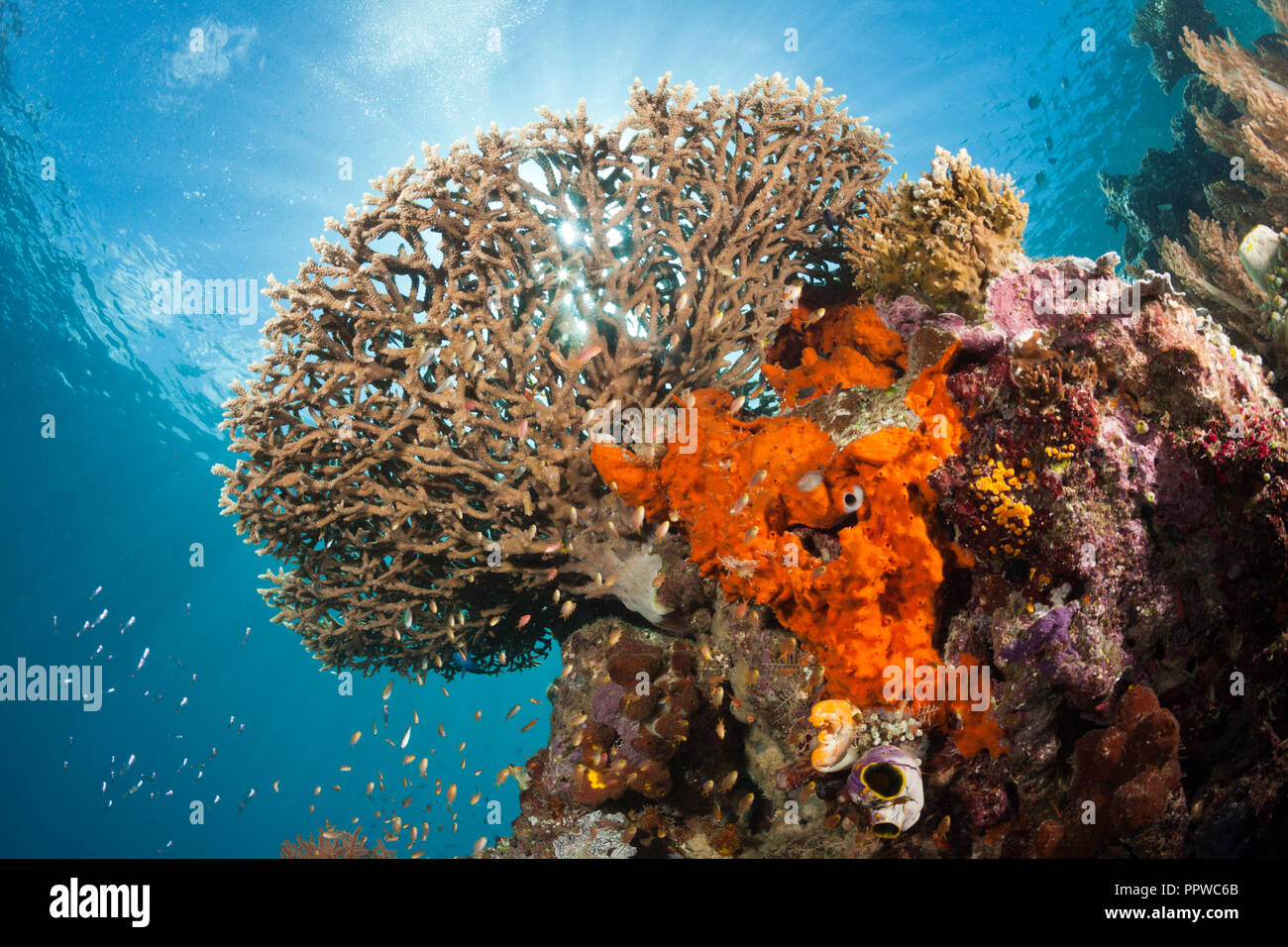 Tabella in Coral Coral Reef, Acropora sp., Raja Ampat, Papua occidentale, in Indonesia Foto Stock