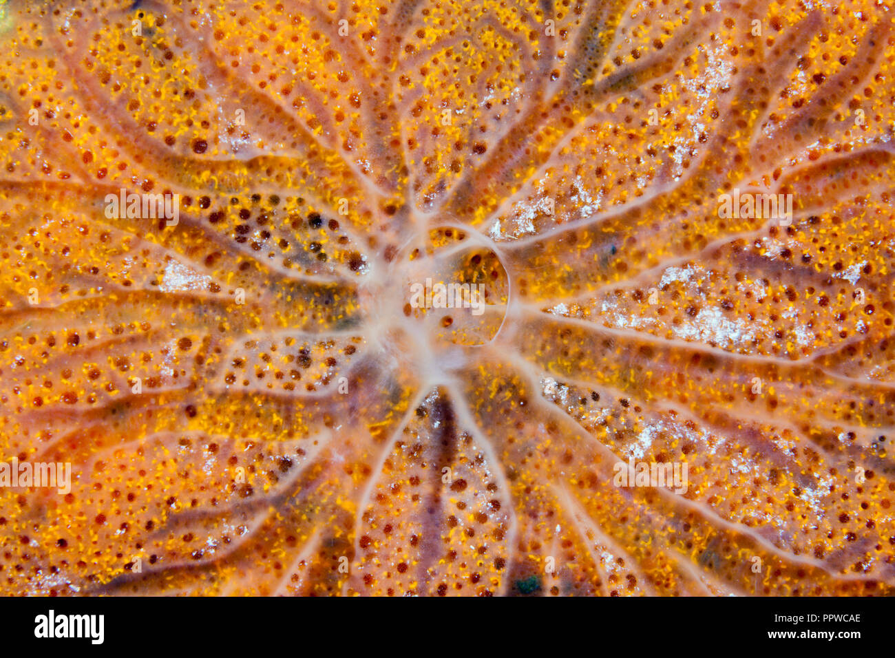 Spugna di mare Dettaglio, poriferi, Isola Giftun, Mar Rosso, Egitto Foto Stock
