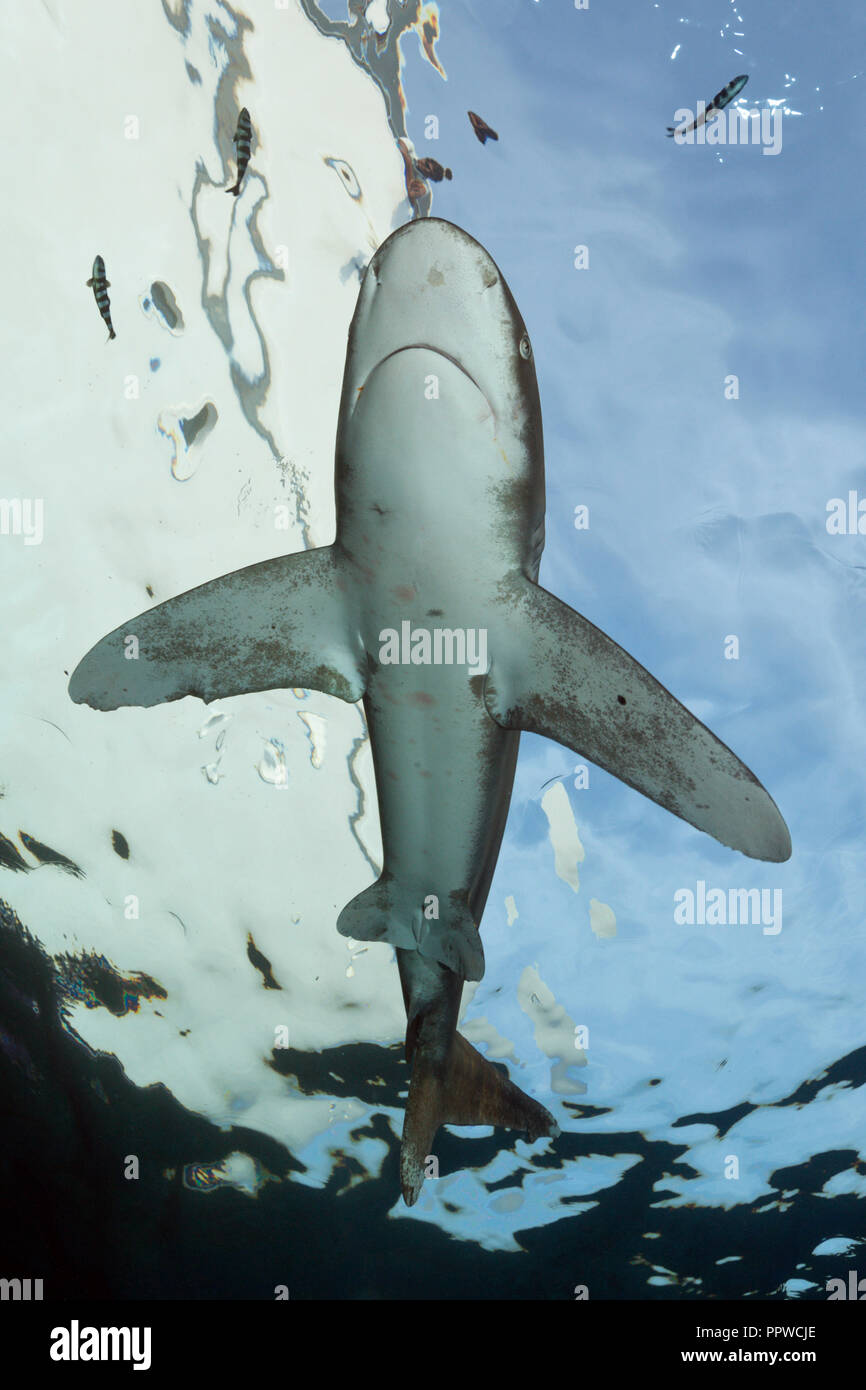 Lo squalo longimano, Carcharhinus longimanus, fratello isole, Mar Rosso, Egitto Foto Stock