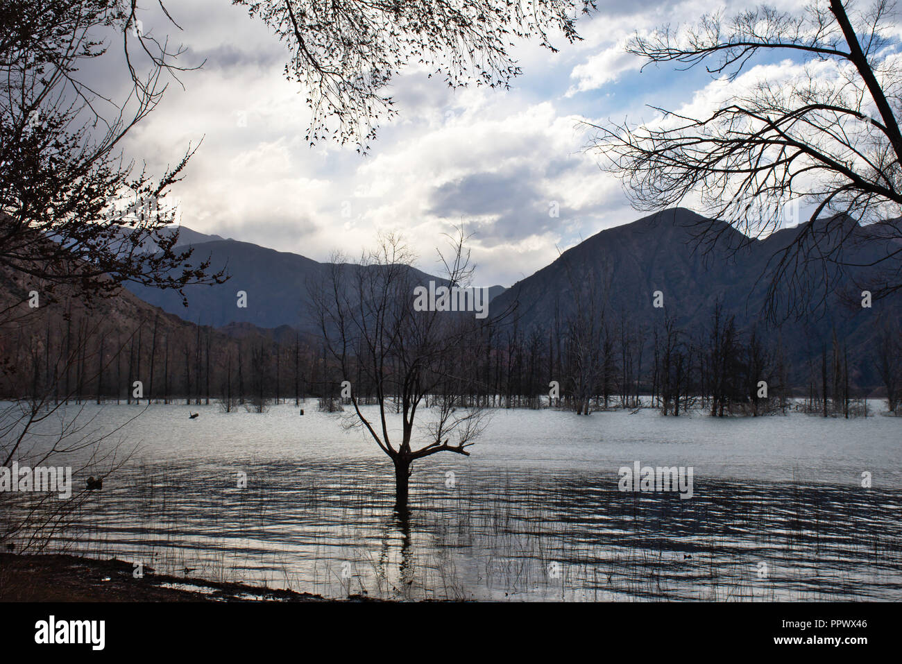 Alberi nel lago Potrerillos - provincia di Mendoza - Argentina Foto Stock