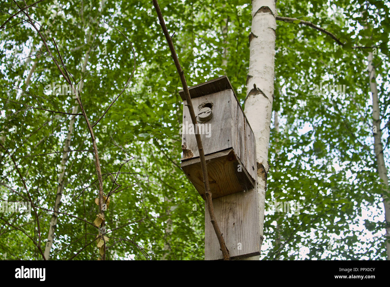 In legno antico birdhouse sulla betulla Foto Stock