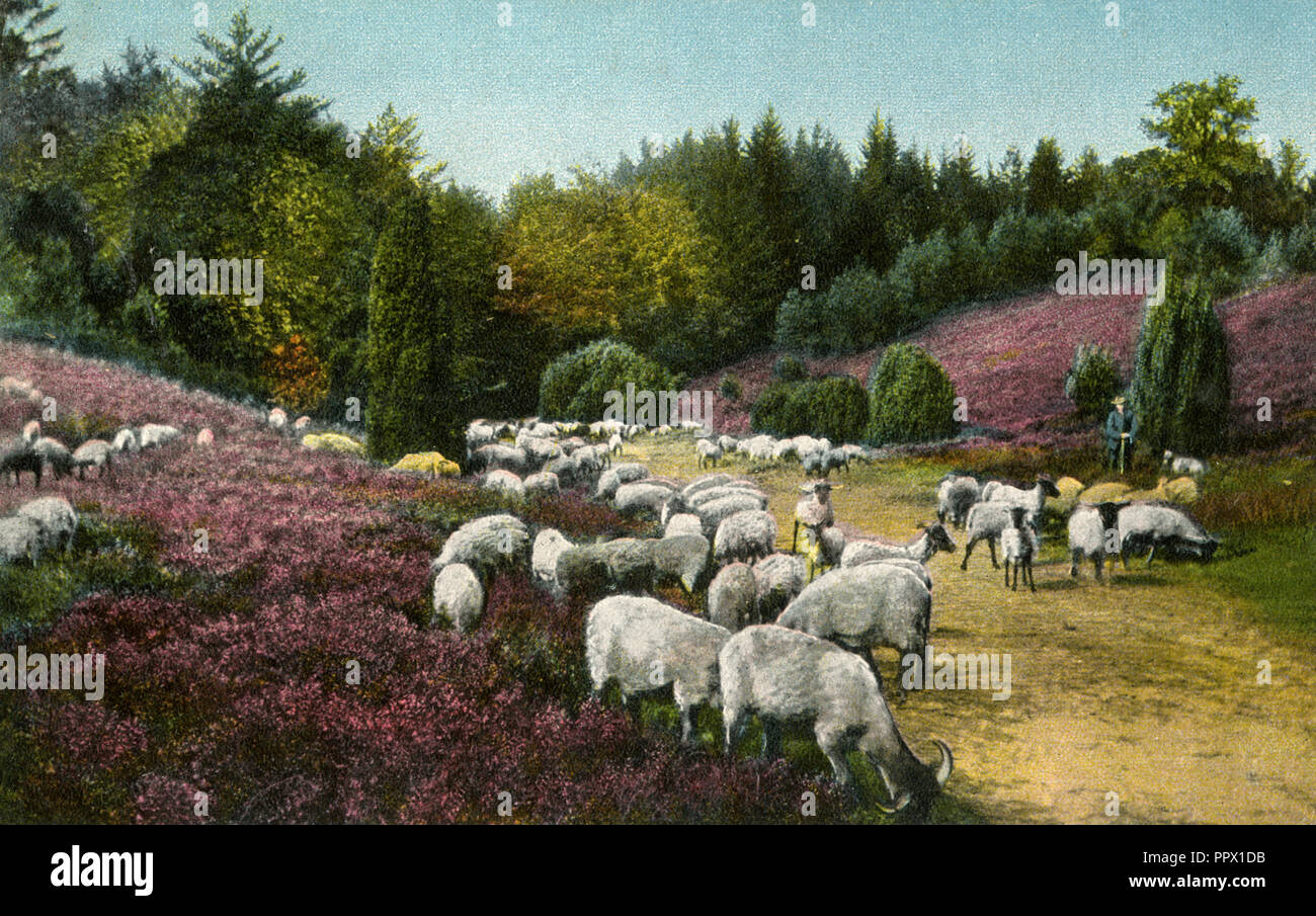 Gregge di pecore nella brughiera di Lüneburg, Foto Stock