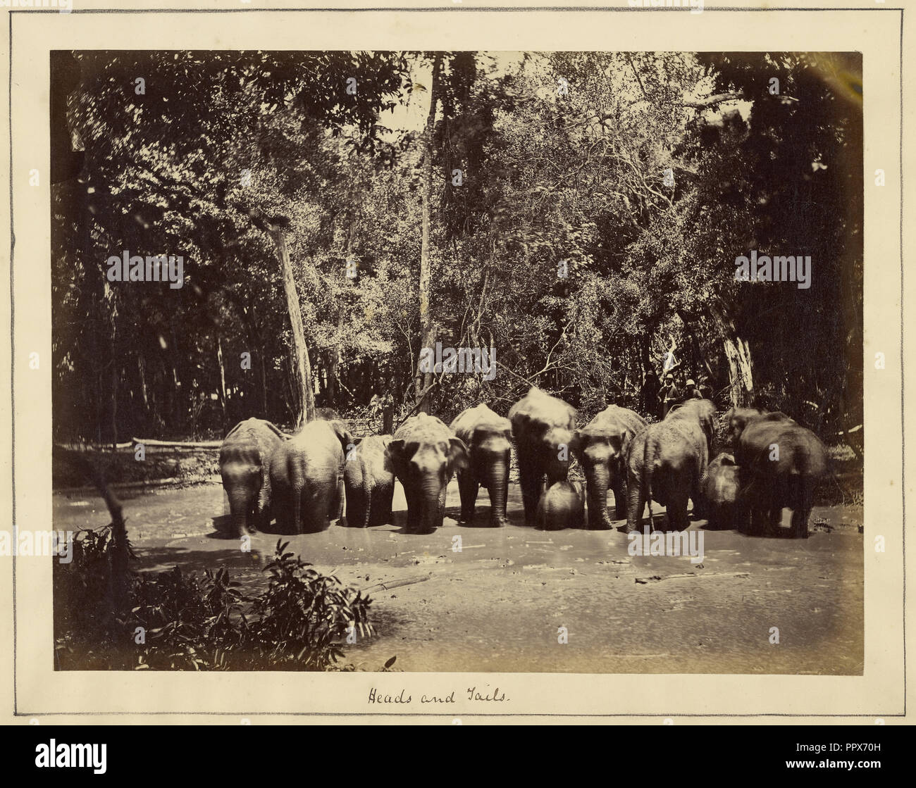 Le teste e le code; Ernest Lawton, British, active Asia 1860 - inizio 1880, circa 1866; albume silver stampa Foto Stock