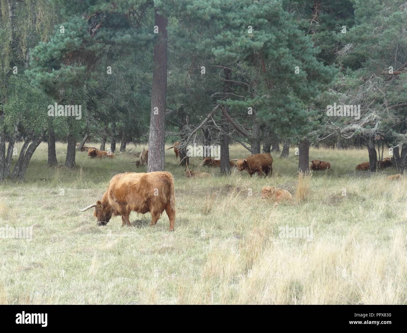 Highland Bovini, Aviemore, Highlands della Scozia Foto Stock