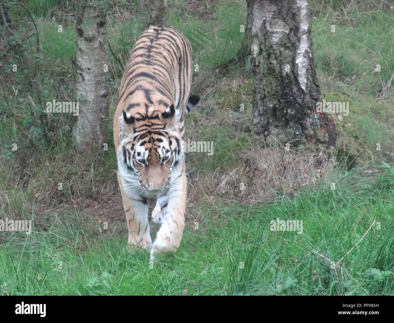 Tigre di Amur, le Highland Wildlife Park, Kingussie, Highland, Scozia Foto Stock