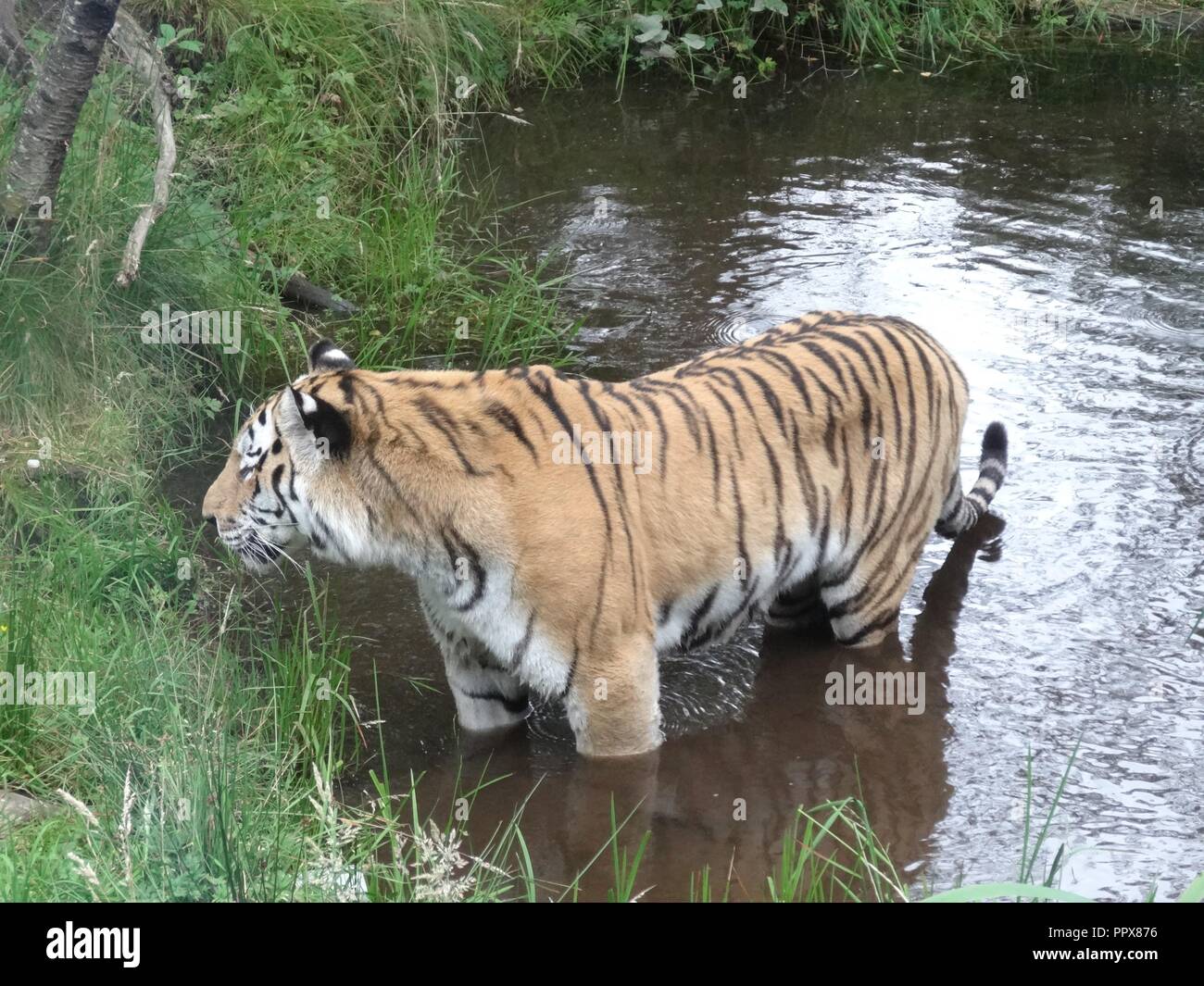 Tigre di Amur, le Highland Wildlife Park, Kingussie, Highland, Scozia Foto Stock