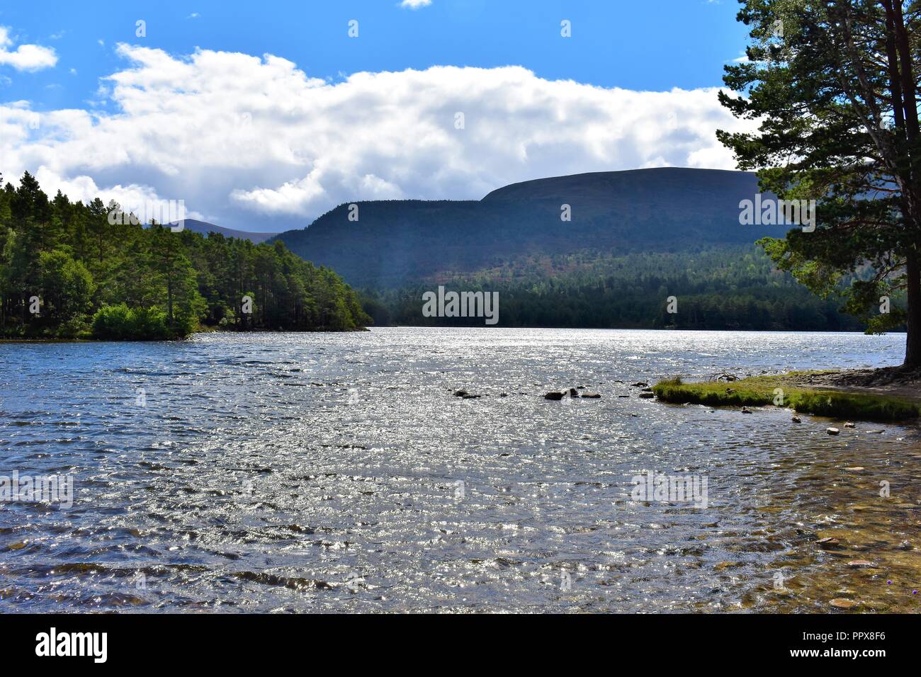 Lochan Mor, Rothiemurchus foresta, Cairngorms National Park, Scotland, Regno Unito Foto Stock