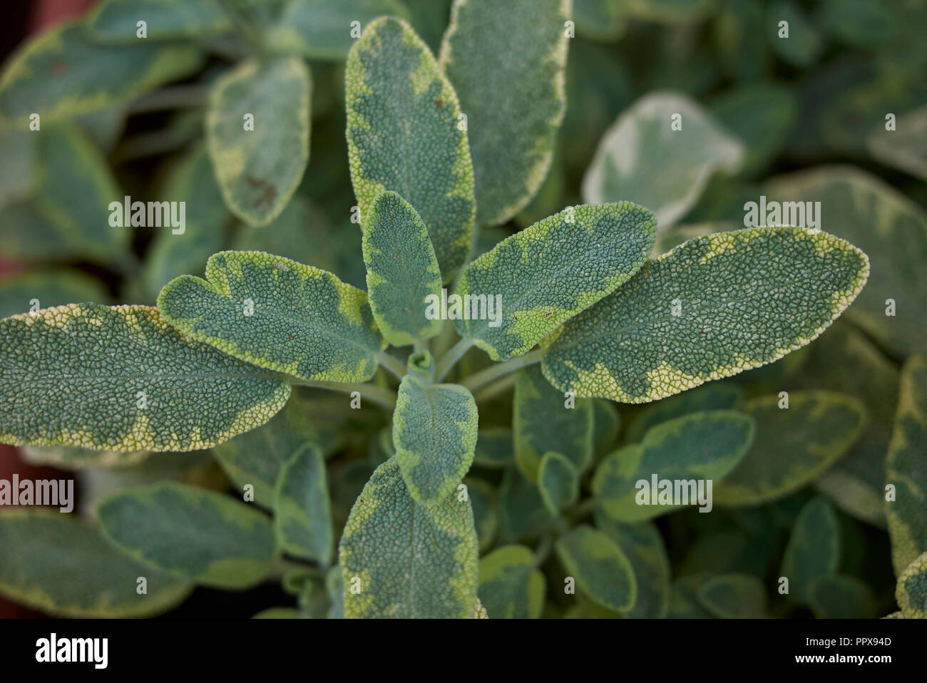 La Salvia officinalis icterina close up Foto Stock