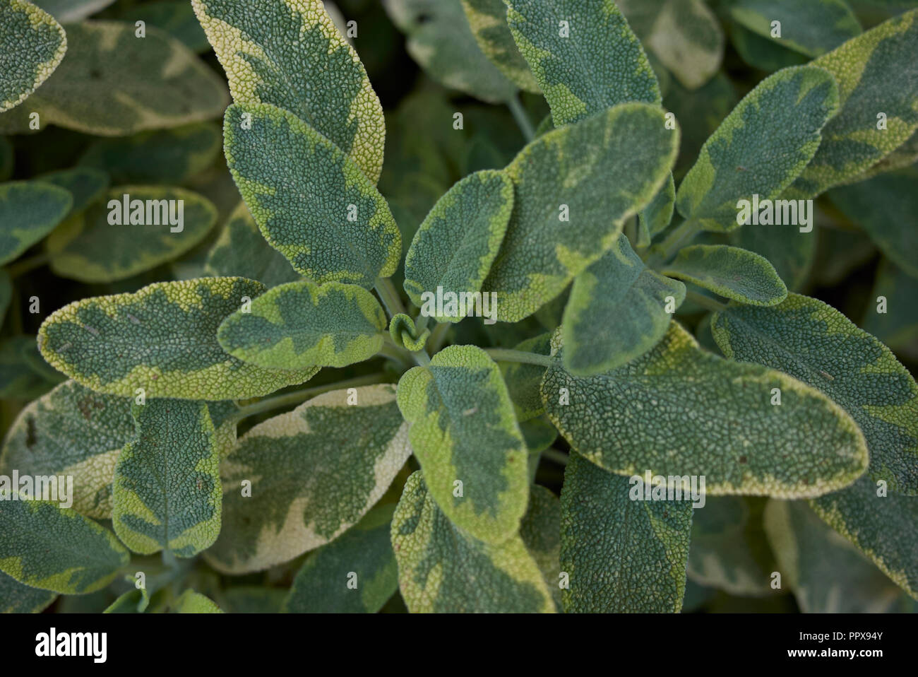 La Salvia officinalis icterina close up Foto Stock
