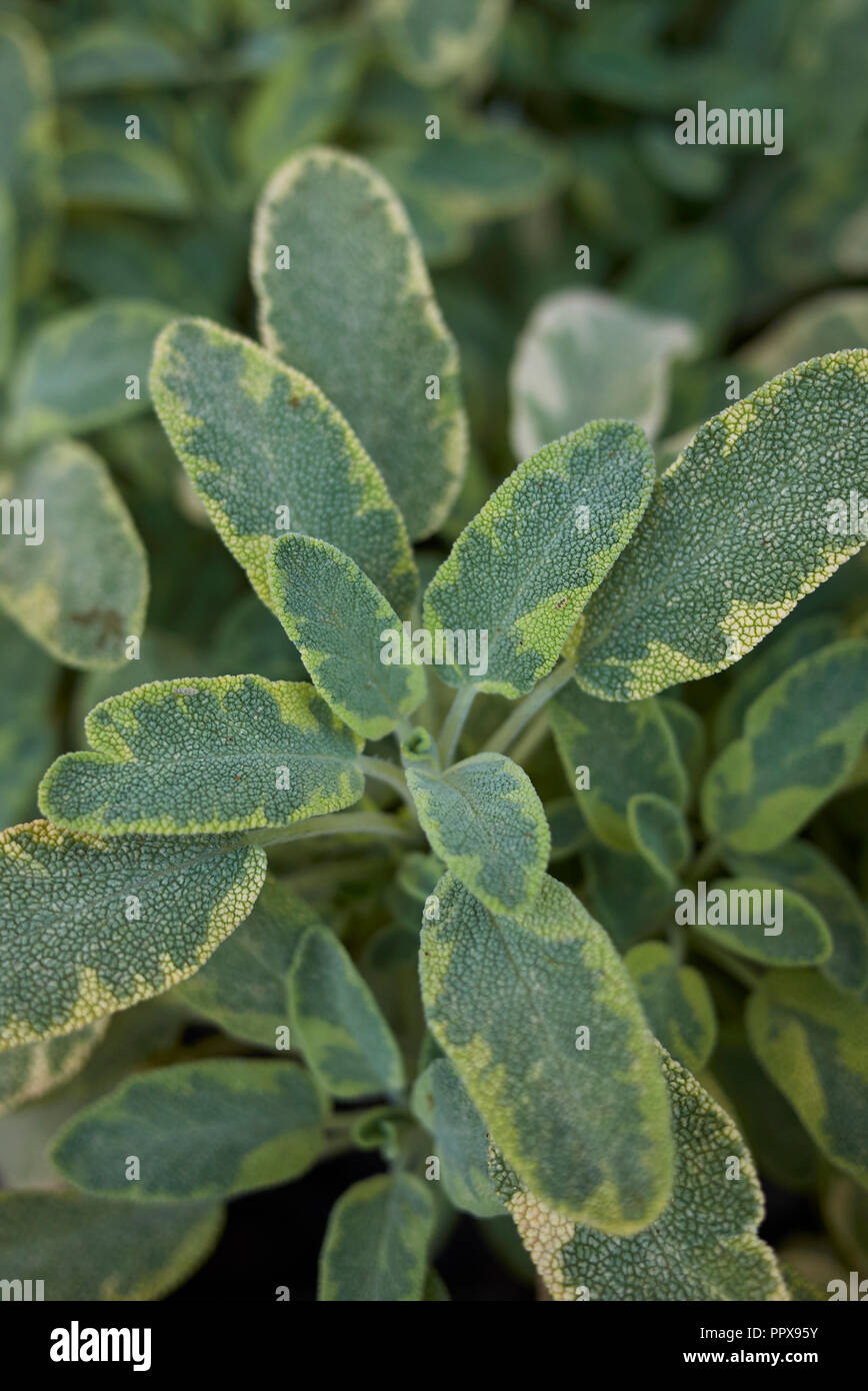 La Salvia officinalis icterina close up Foto Stock